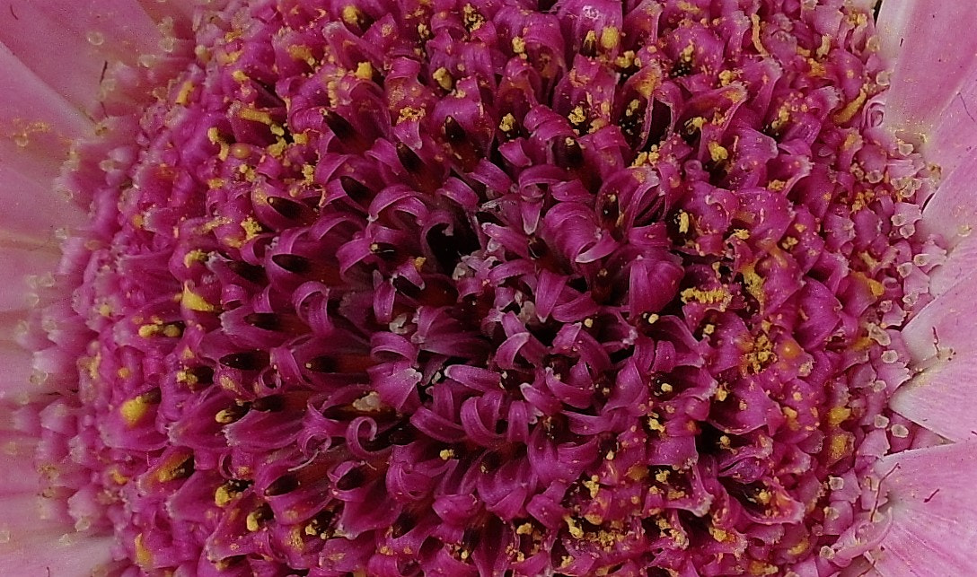 Pentax smc D-FA 50mm F2.8 Macro sample photo