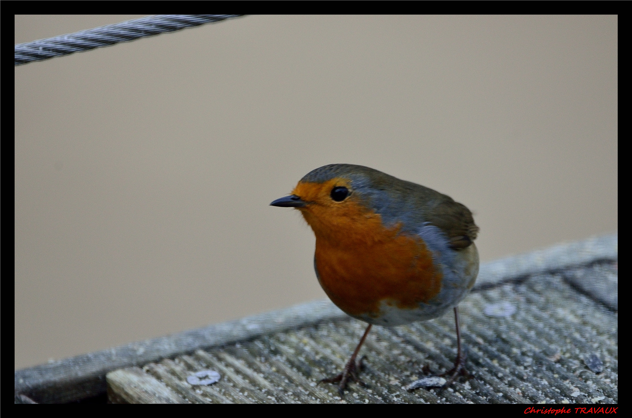 Sigma 150-600mm F5-6.3 DG OS HSM | C sample photo. Gf photography