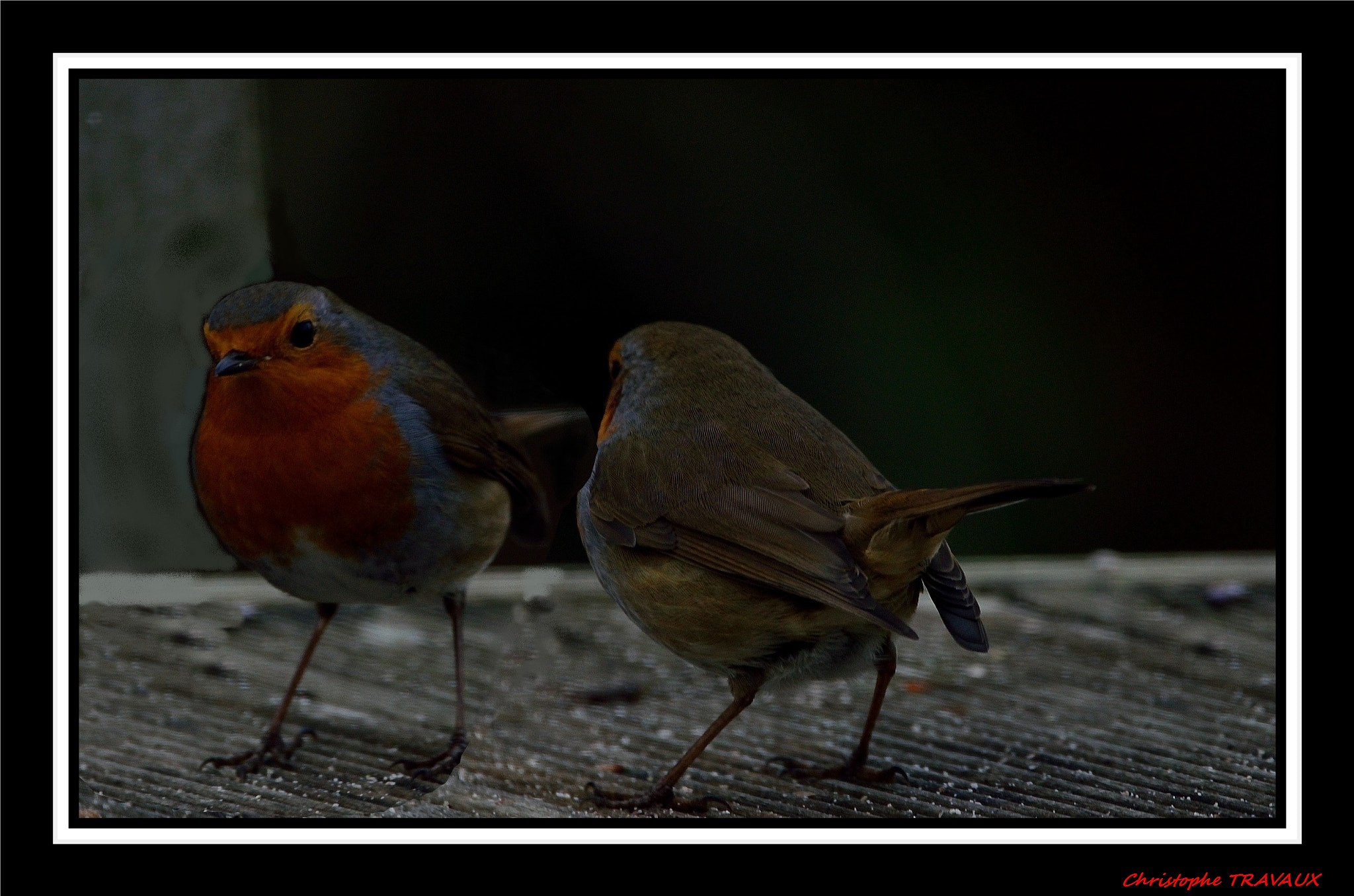 Sigma 150-600mm F5-6.3 DG OS HSM | C sample photo. Gf + photography