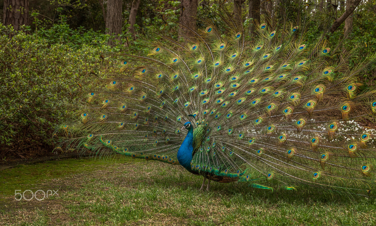 Canon EOS 70D + Sigma 24-105mm f/4 DG OS HSM | A sample photo. Peacock photography