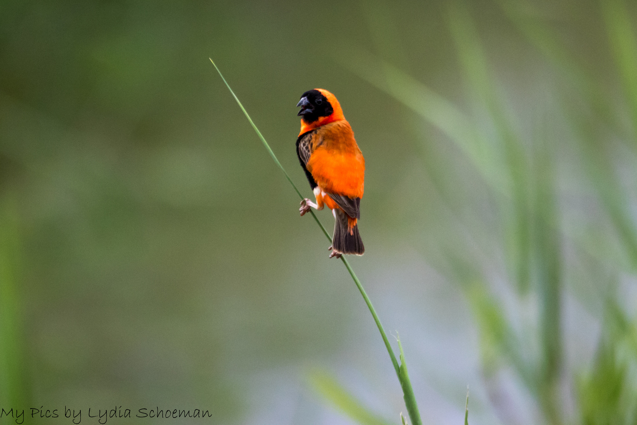 Sigma 150-500mm F5-6.3 DG OS HSM sample photo. Southern red bishop photography