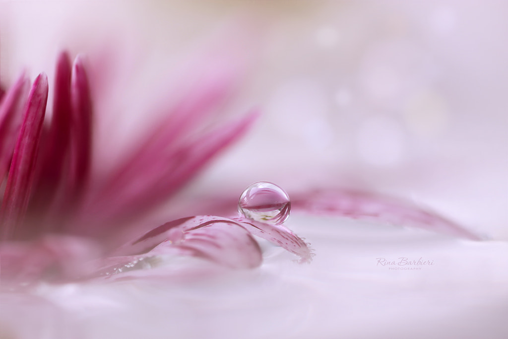 A Dream by Rina Barbieri on 500px.com