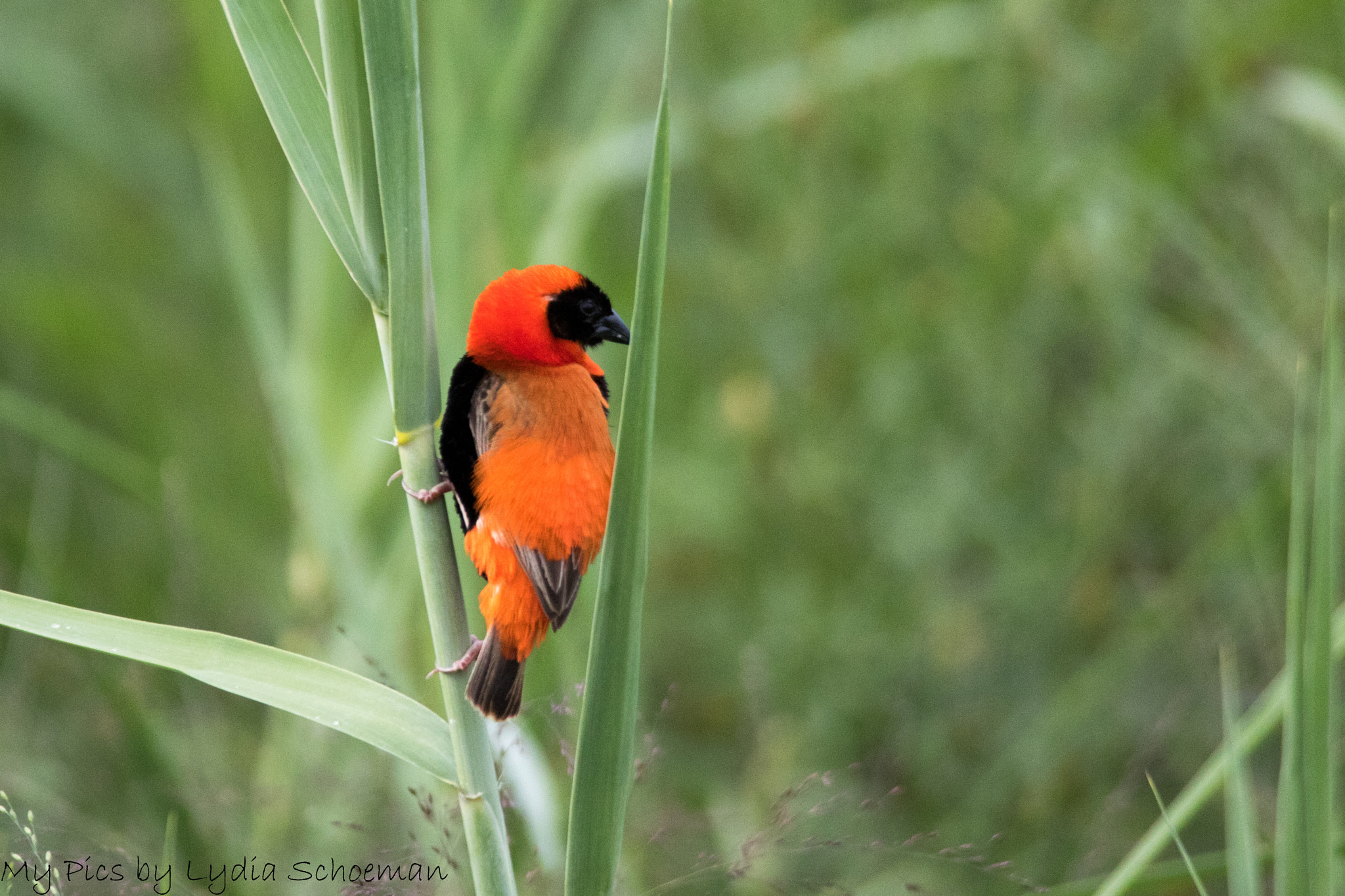 Sigma 150-500mm F5-6.3 DG OS HSM sample photo. Southern red bishop photography