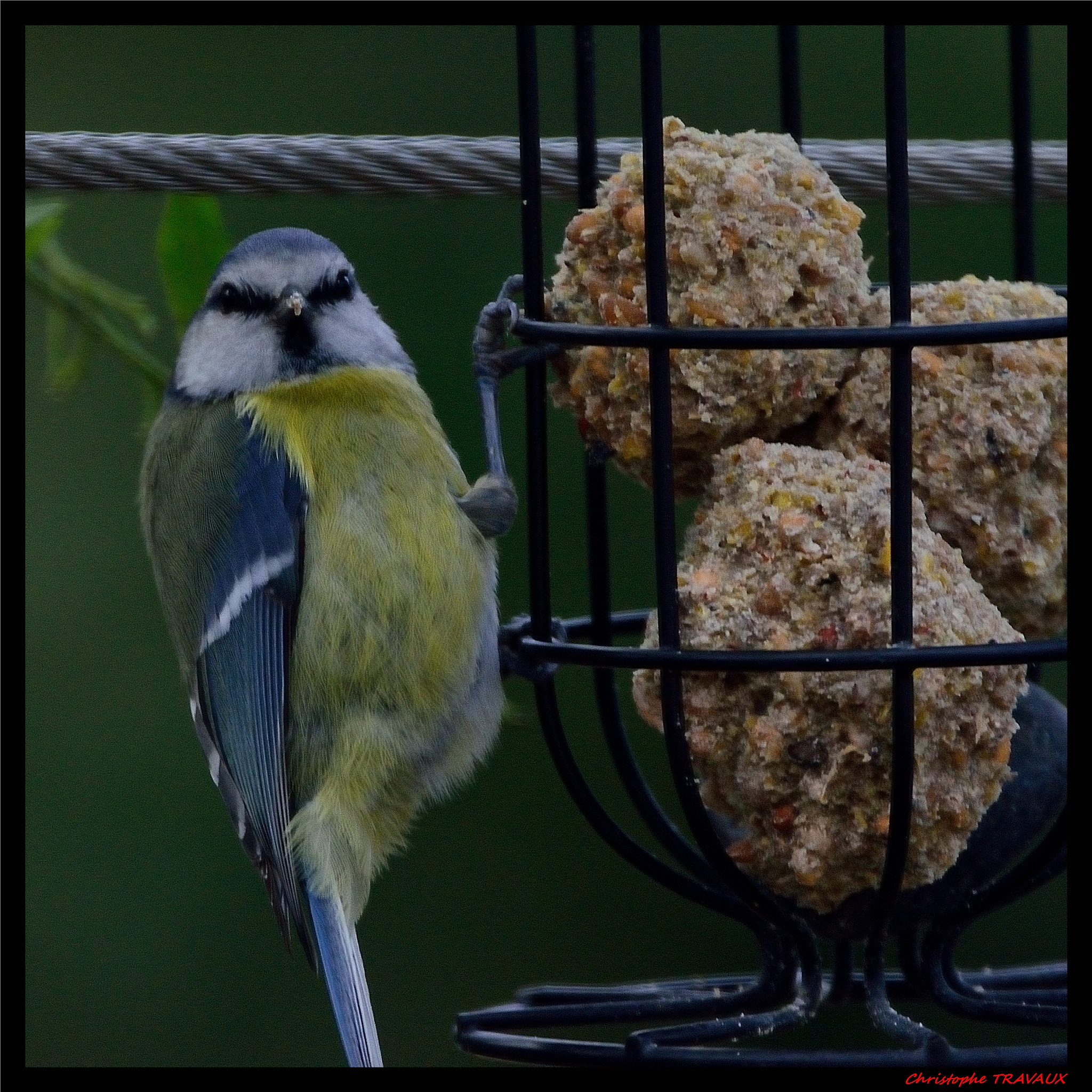 Sigma 150-600mm F5-6.3 DG OS HSM | C sample photo. Gf photography