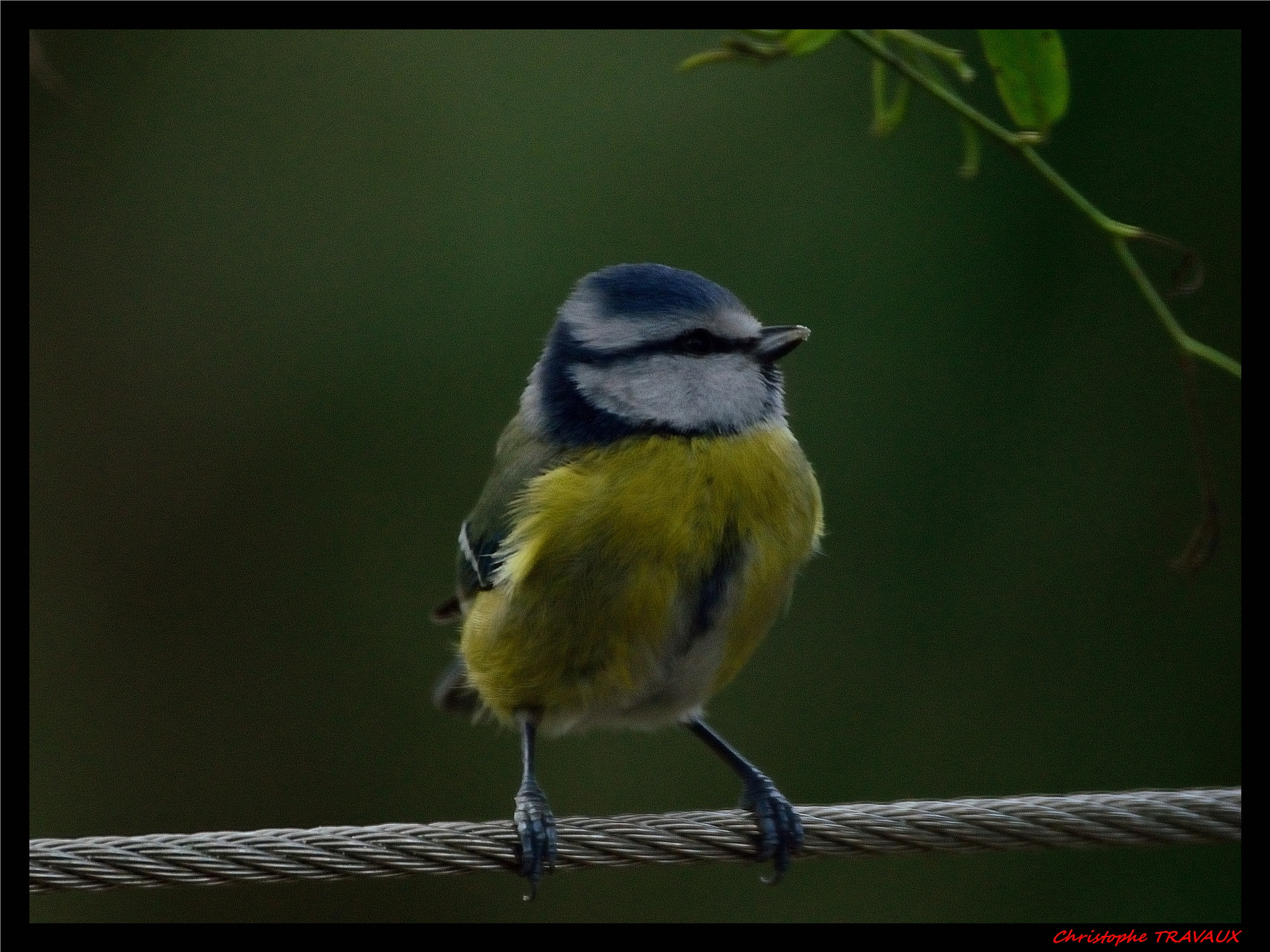 Sigma 150-600mm F5-6.3 DG OS HSM | C sample photo. Gf photography