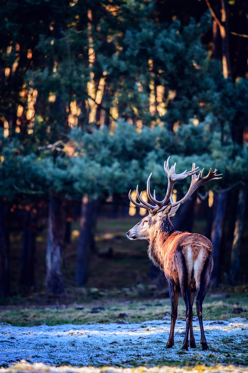 Nikon D5 + Nikon AF-S Nikkor 300mm F4D ED-IF sample photo. Red deer in blue winter photography