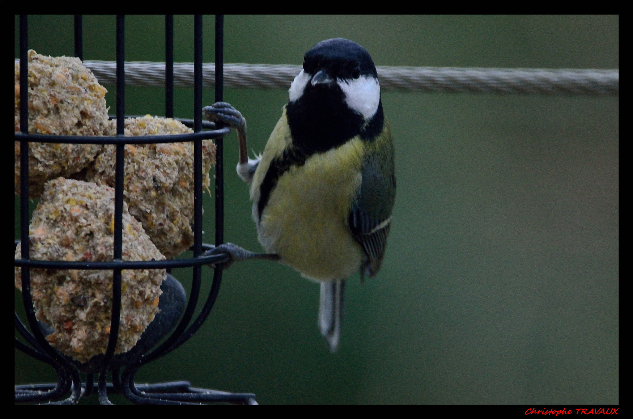 Sigma 150-600mm F5-6.3 DG OS HSM | C sample photo. Gf photography