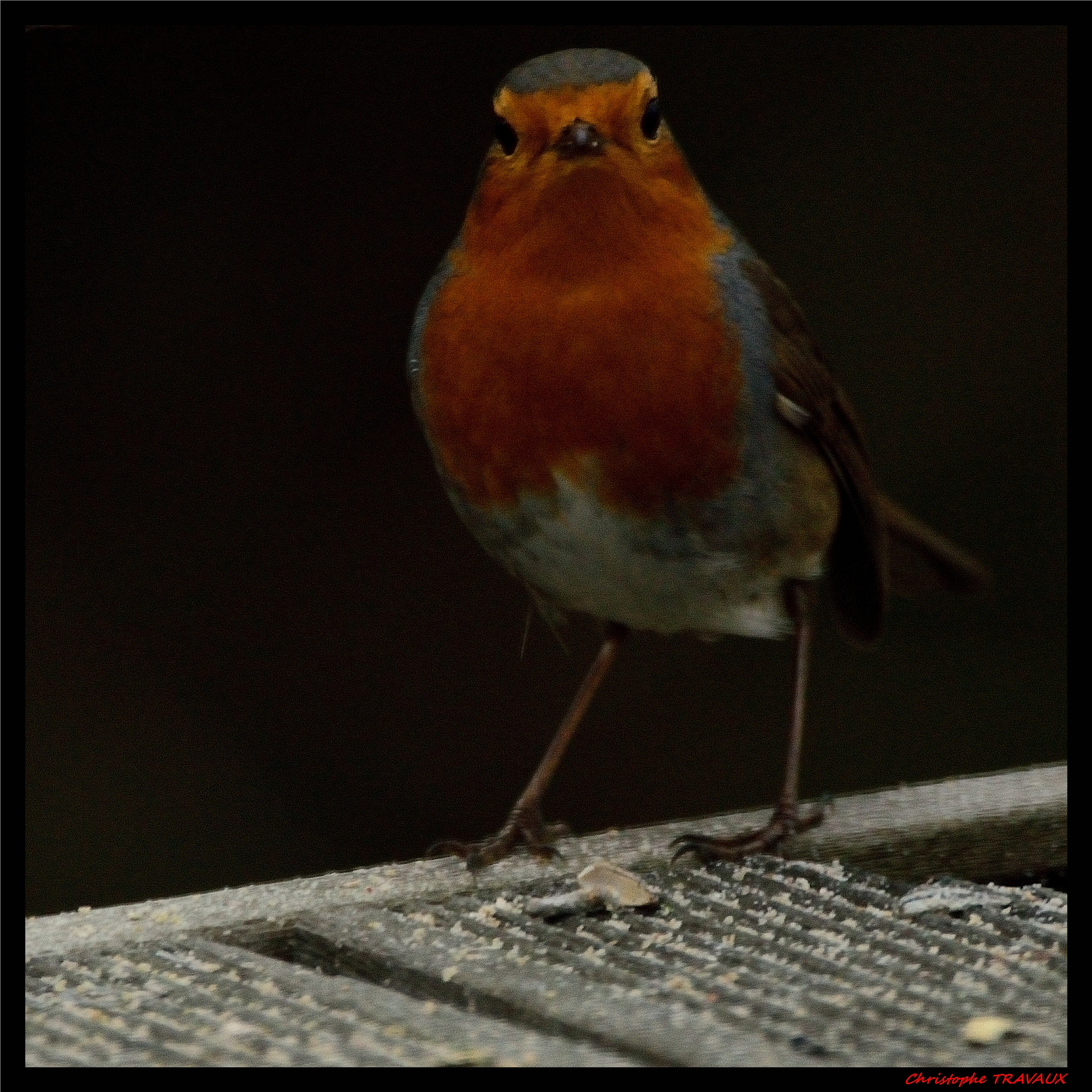 Sigma 150-600mm F5-6.3 DG OS HSM | C sample photo. Gf photography