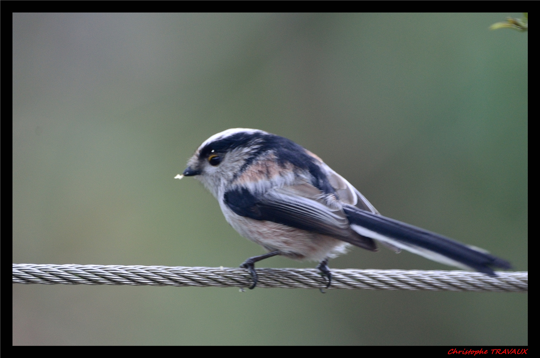 Sigma 150-600mm F5-6.3 DG OS HSM | C sample photo. Gf photography