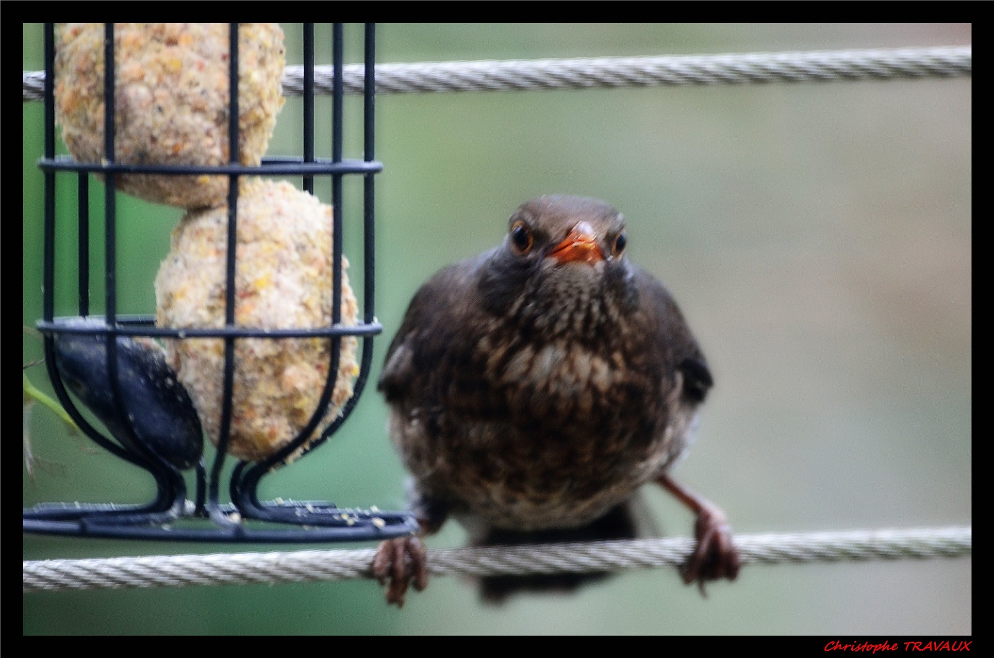 Sigma 150-600mm F5-6.3 DG OS HSM | C sample photo. Gf photography