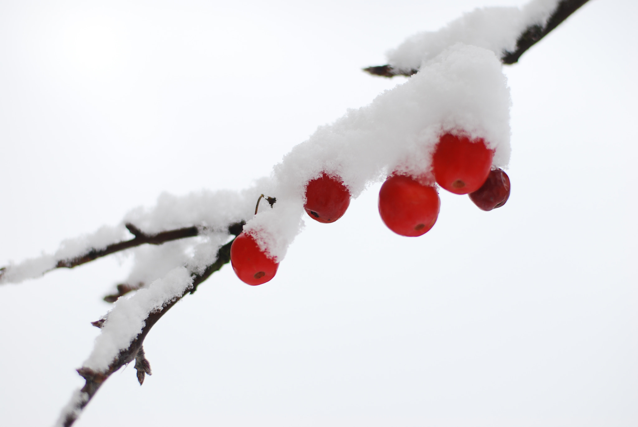 Nikon D80 + AF Nikkor 50mm f/1.4 sample photo. Frozen branch photography