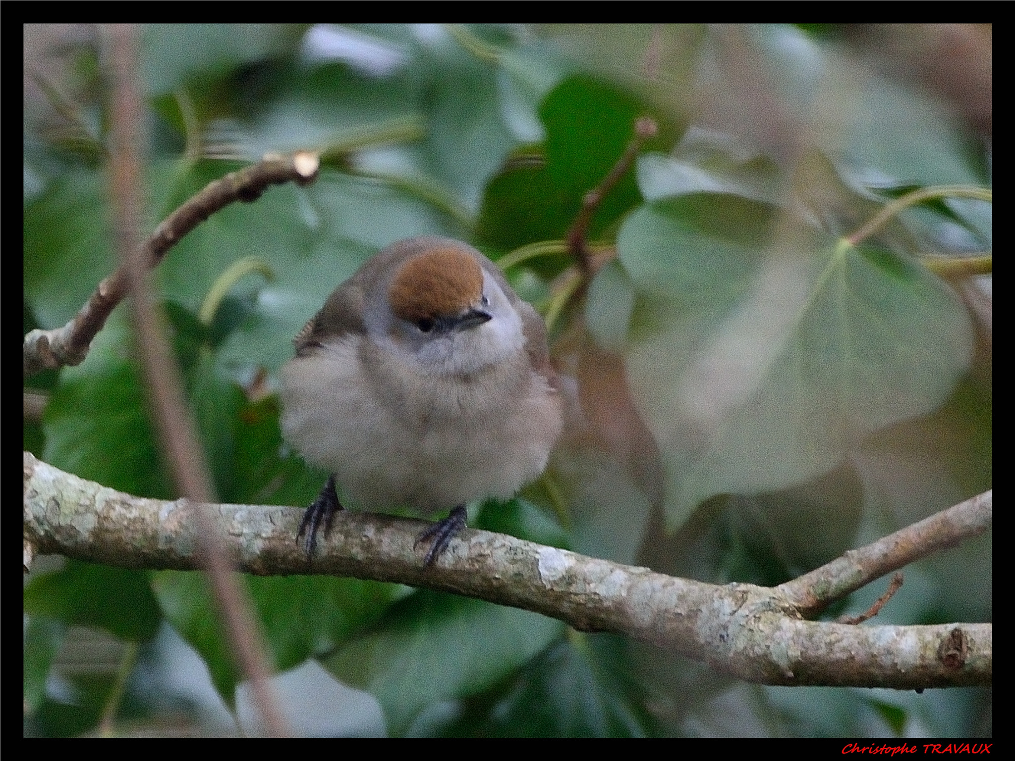 Sigma 150-600mm F5-6.3 DG OS HSM | C sample photo. Gf photography