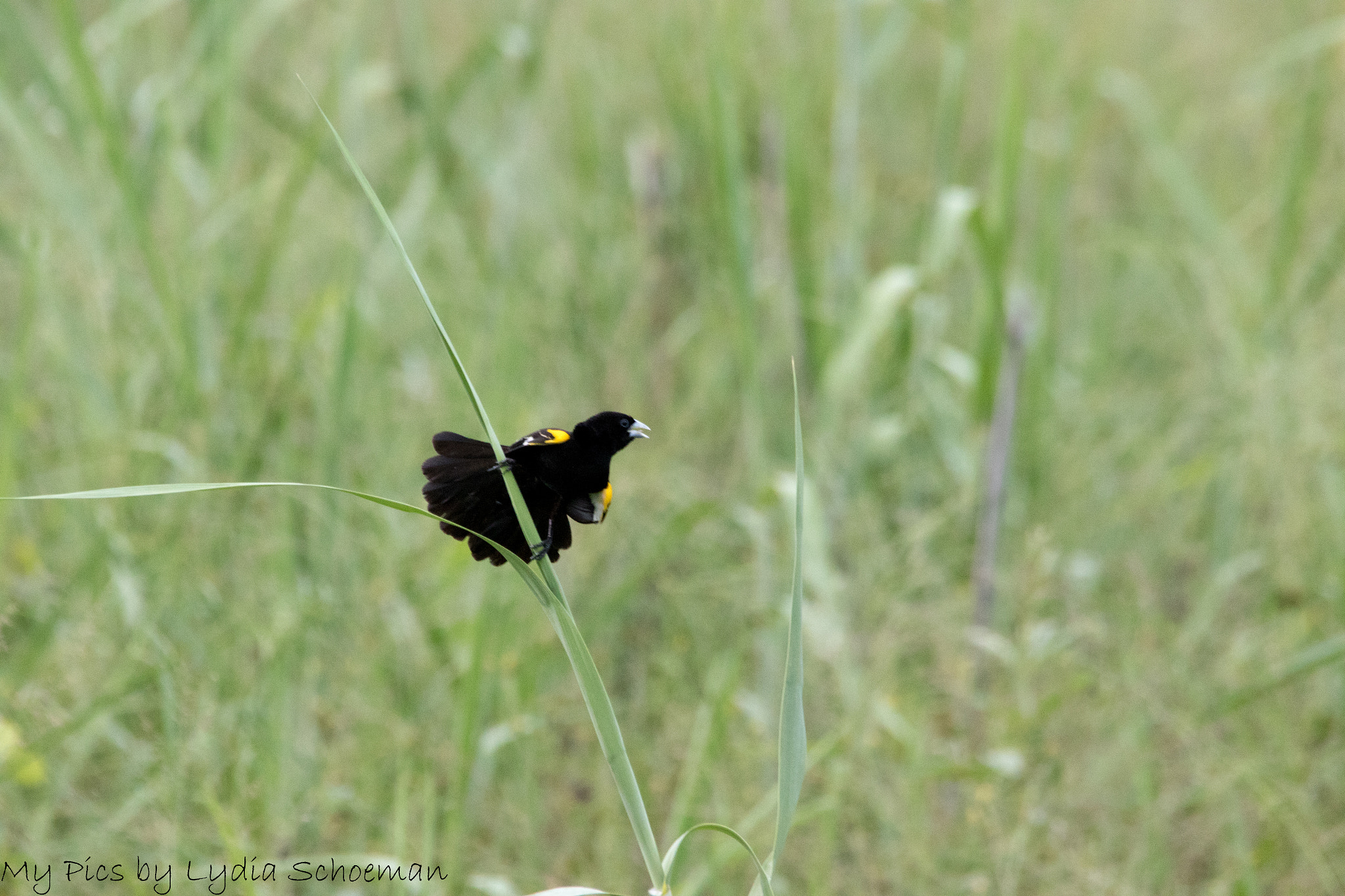 Sigma 150-500mm F5-6.3 DG OS HSM sample photo. White-winged widowbird photography