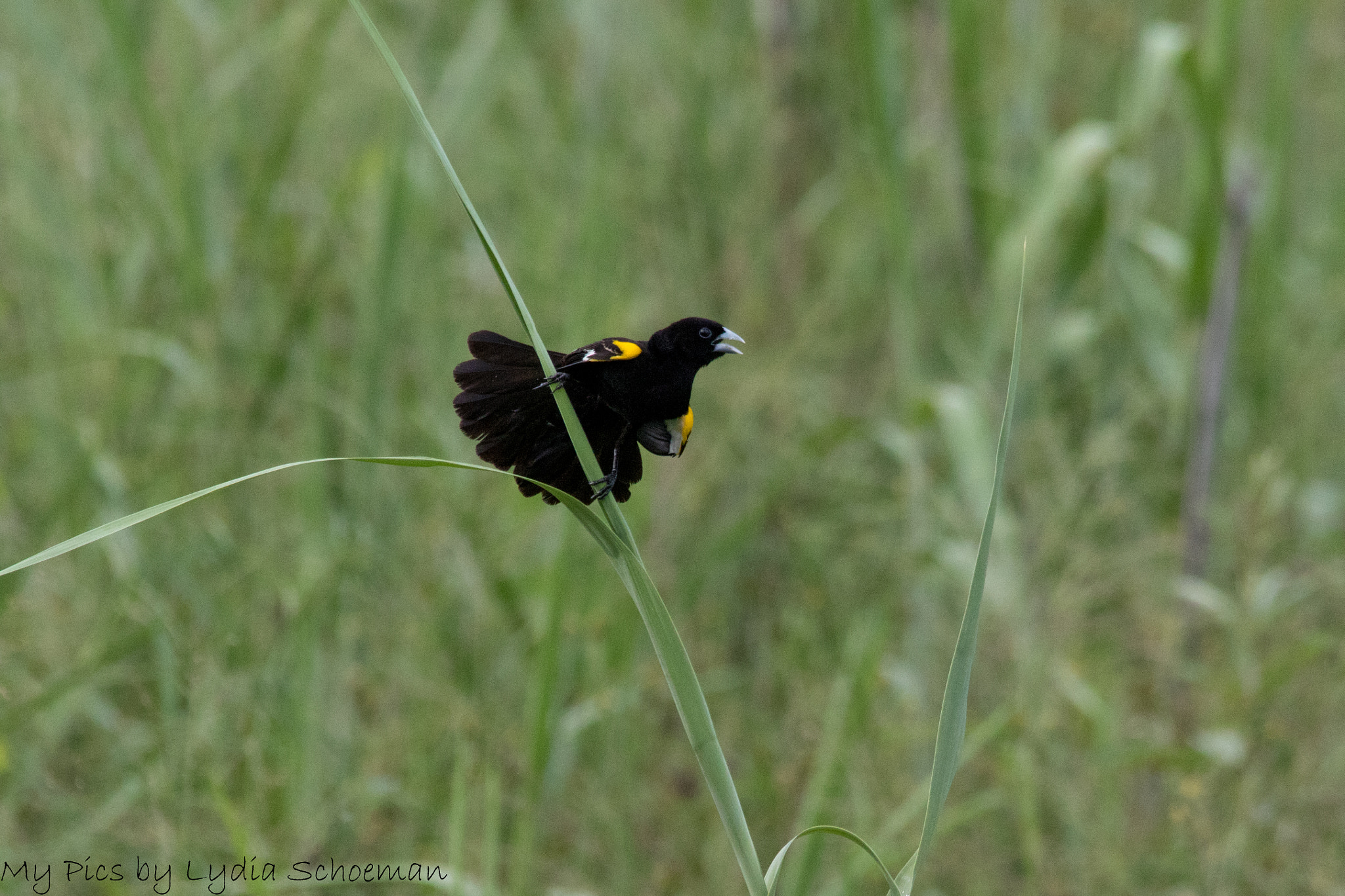 Sigma 150-500mm F5-6.3 DG OS HSM sample photo. White-winged widowbird photography