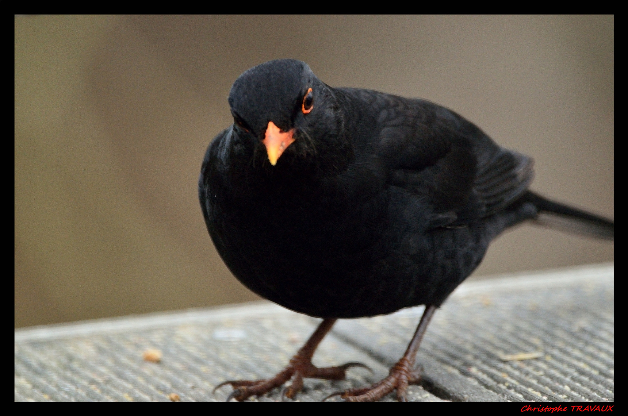 Sigma 150-600mm F5-6.3 DG OS HSM | C sample photo. Gf photography