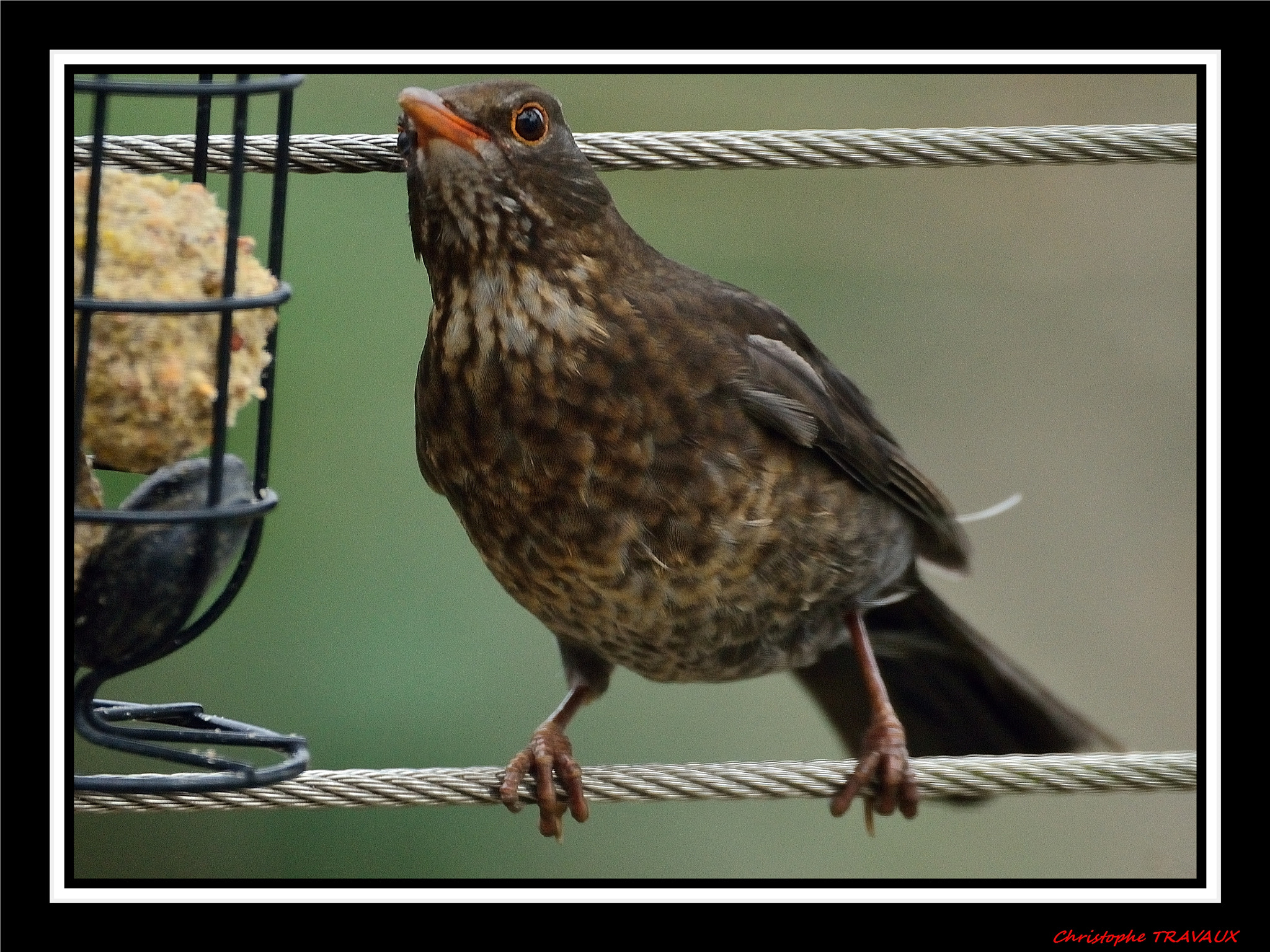 Sigma 150-600mm F5-6.3 DG OS HSM | C sample photo. Gf photography