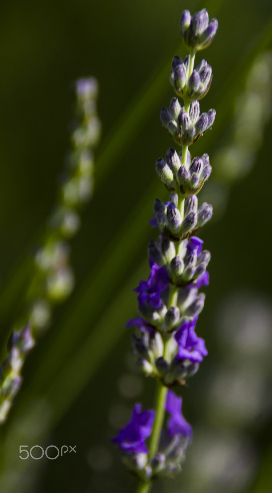 Canon EF 75-300mm F4.0-5.6 IS USM sample photo. Purple photography