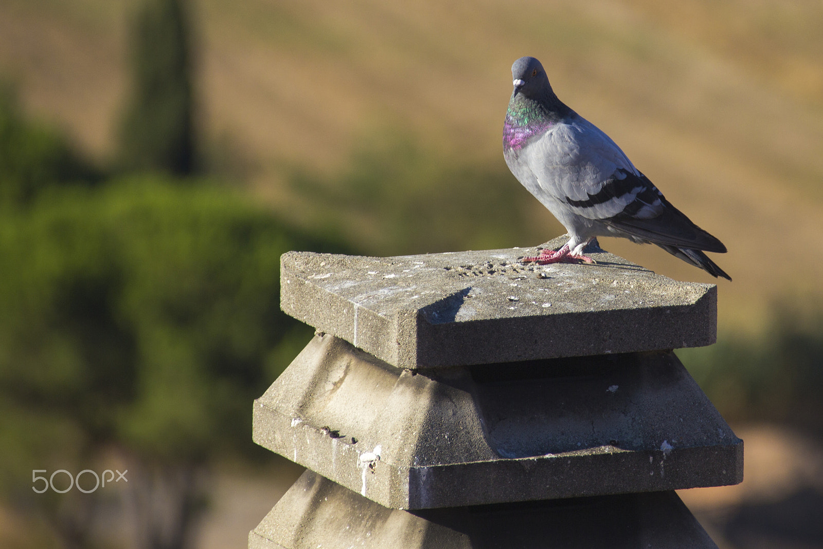 Canon EF 75-300mm F4.0-5.6 IS USM sample photo. I'm watching u.... photography
