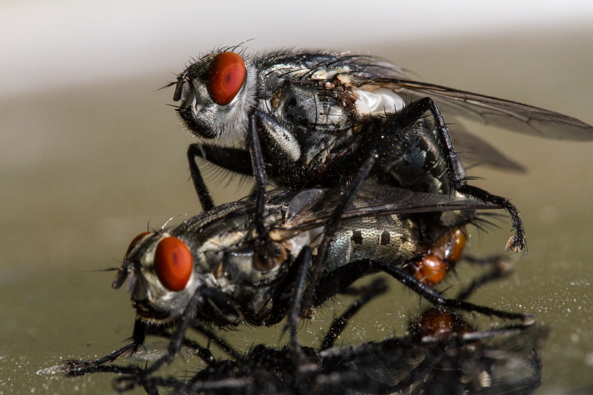 Sigma APO Macro 180mm F2.8 EX DG OS HSM sample photo. Fucking flies photography