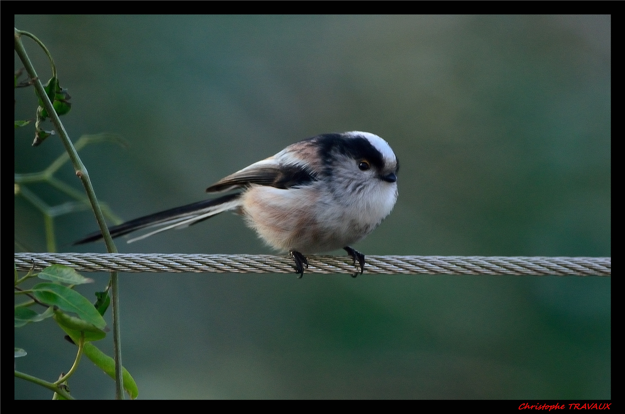 Sigma 150-600mm F5-6.3 DG OS HSM | C sample photo. Gf photography
