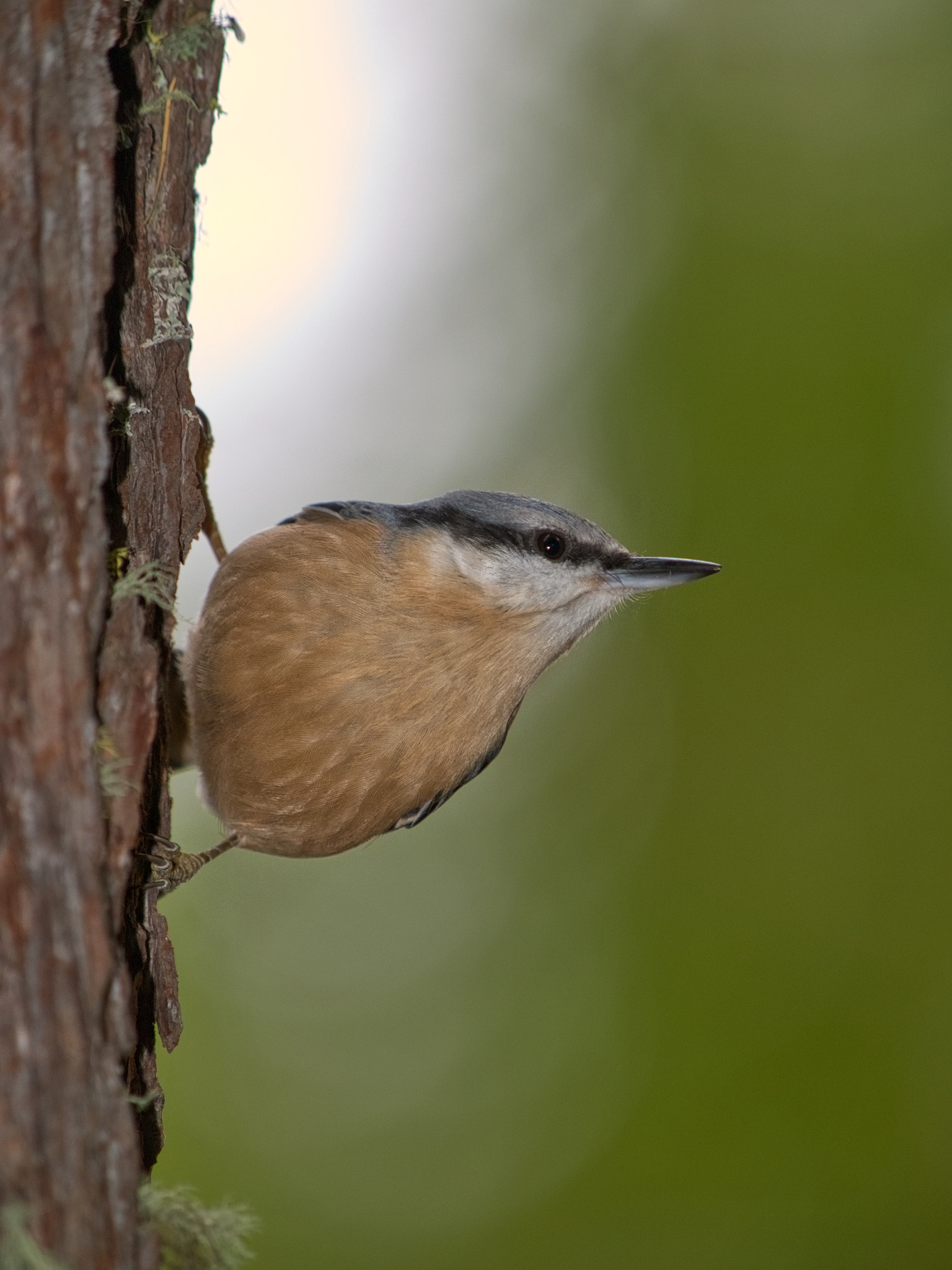 Olympus Zuiko Digital ED 50-200mm F2.8-3.5 SWD sample photo. Nuthatch photography