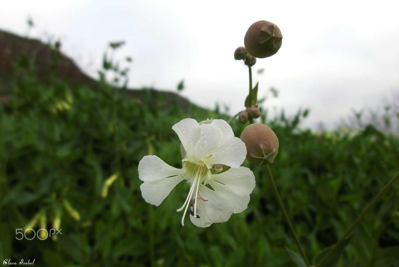 CASIO EX-ZR100 sample photo. Flor... photography