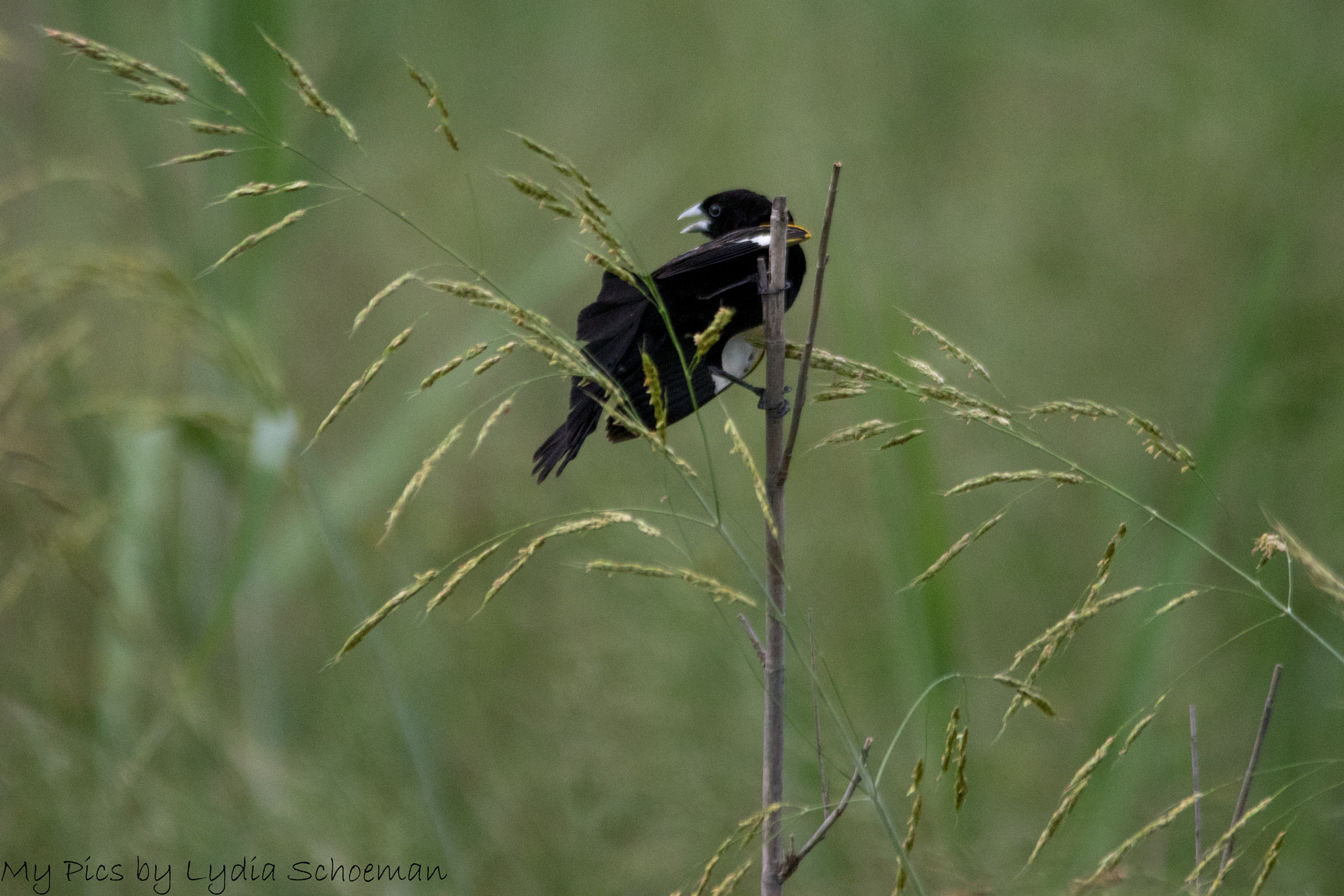 Sigma 150-500mm F5-6.3 DG OS HSM sample photo. White-winged widowbird photography