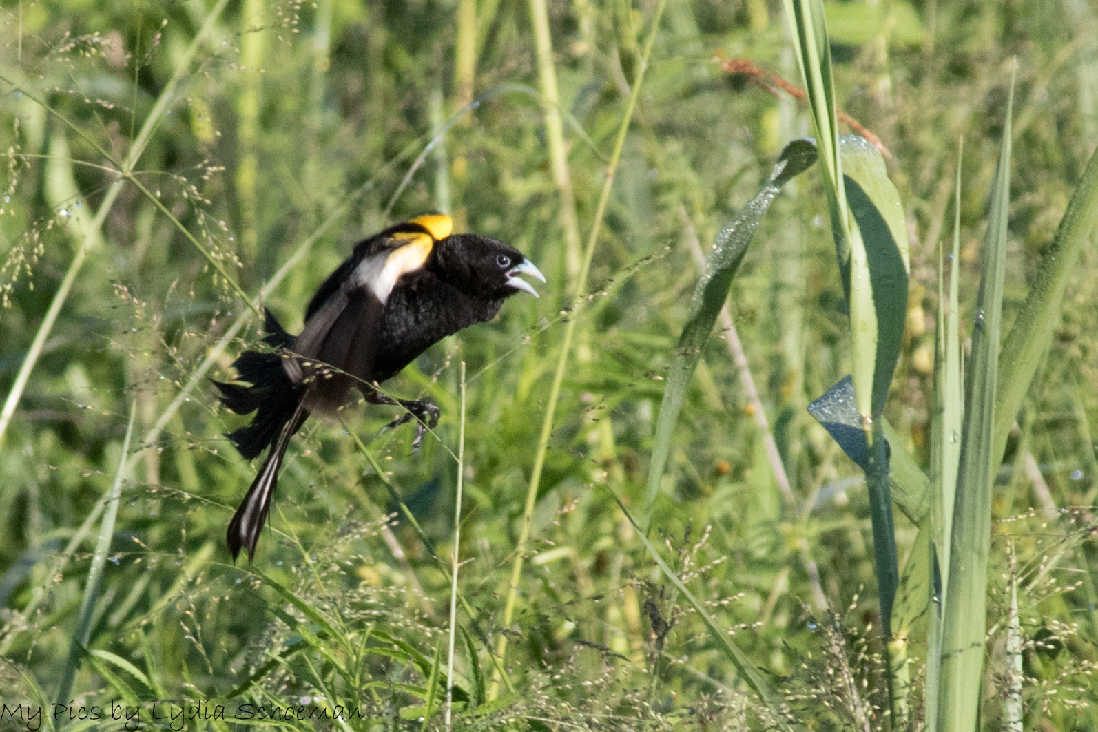 Canon EOS 7D Mark II + Canon EF-S 55-250mm F4-5.6 IS II sample photo. White-winged widowbird photography
