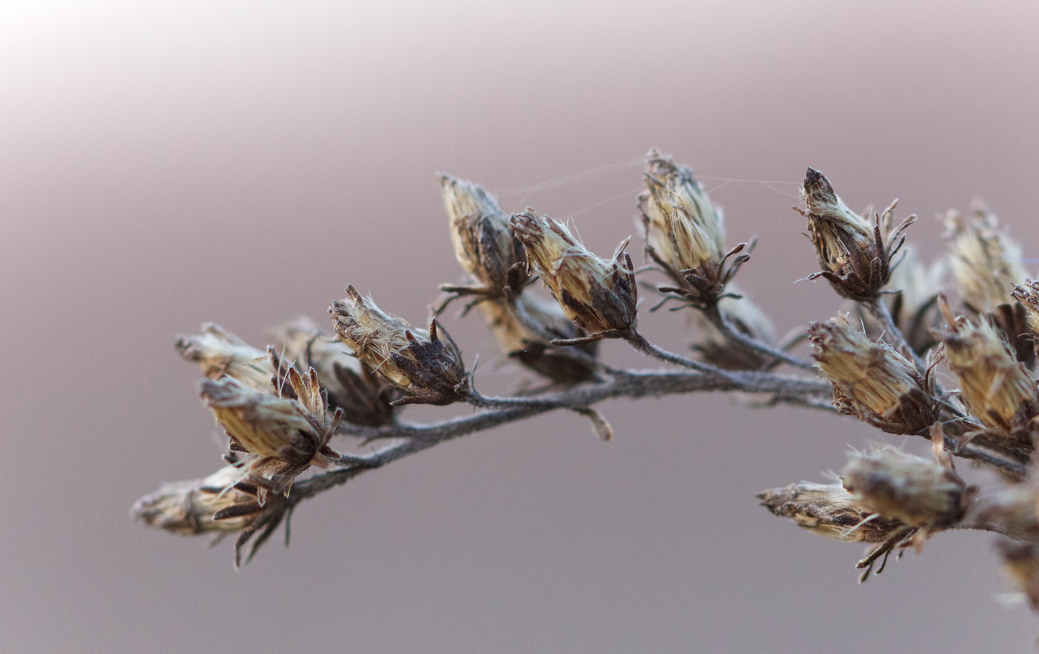 Canon EF 100mm F2.8L Macro IS USM sample photo. The colors of winter photography