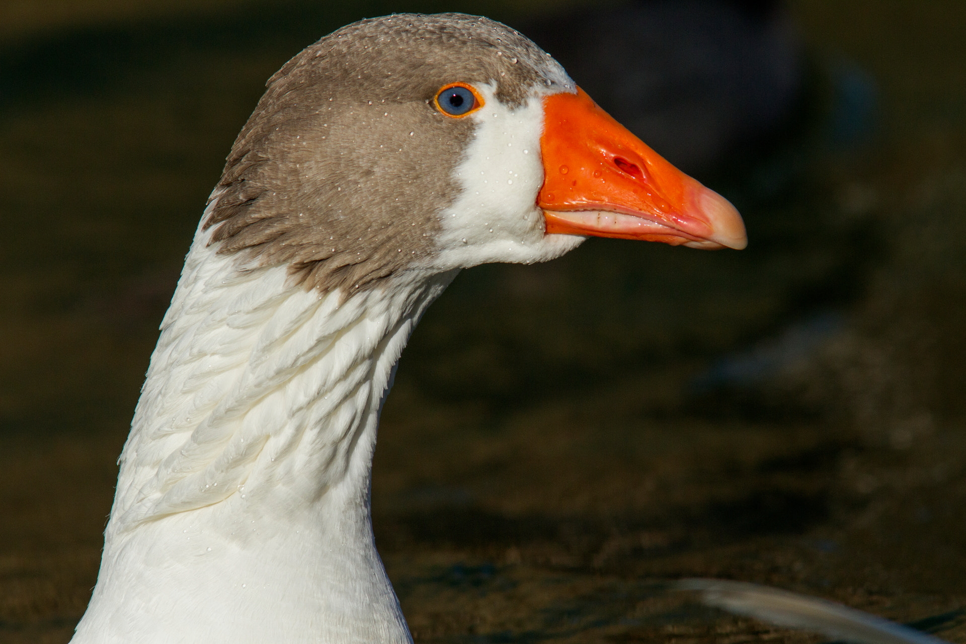 Canon EOS 7D + Canon EF 300mm F4L IS USM sample photo. The goose photography
