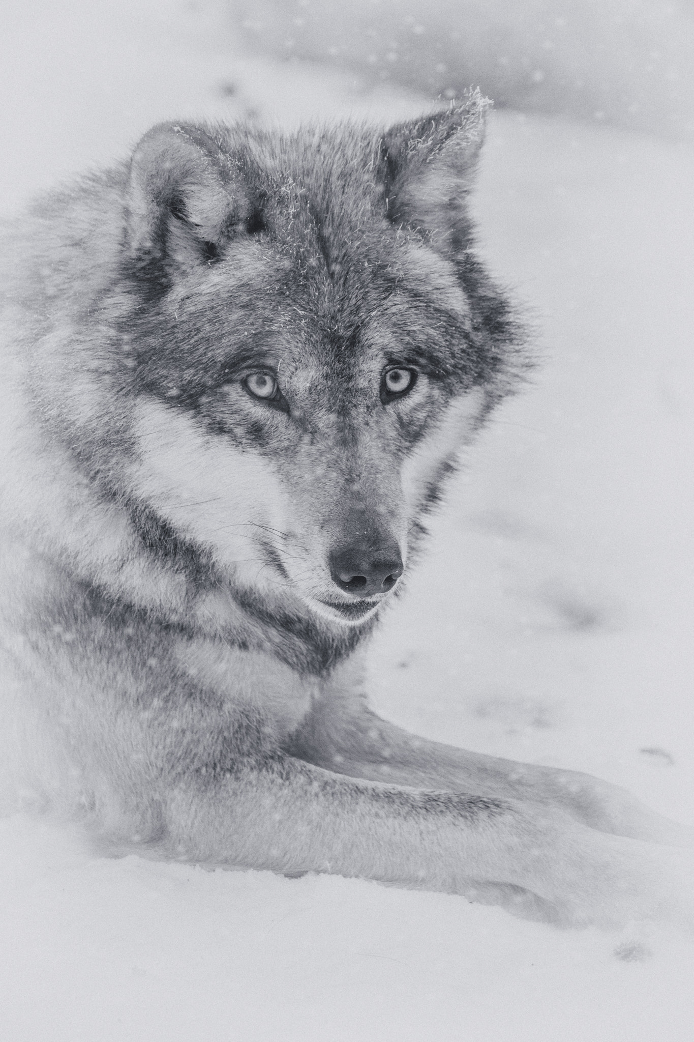150-600mm F5-6.2 OSS sample photo. -face 2 face- photography