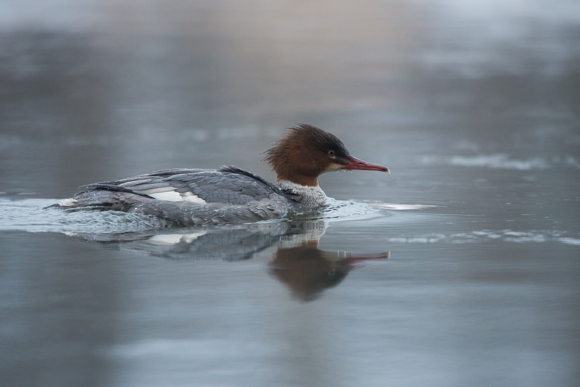 Nikon D600 + Nikon AF-S Nikkor 500mm F4G ED VR sample photo. Gänsesäger photography