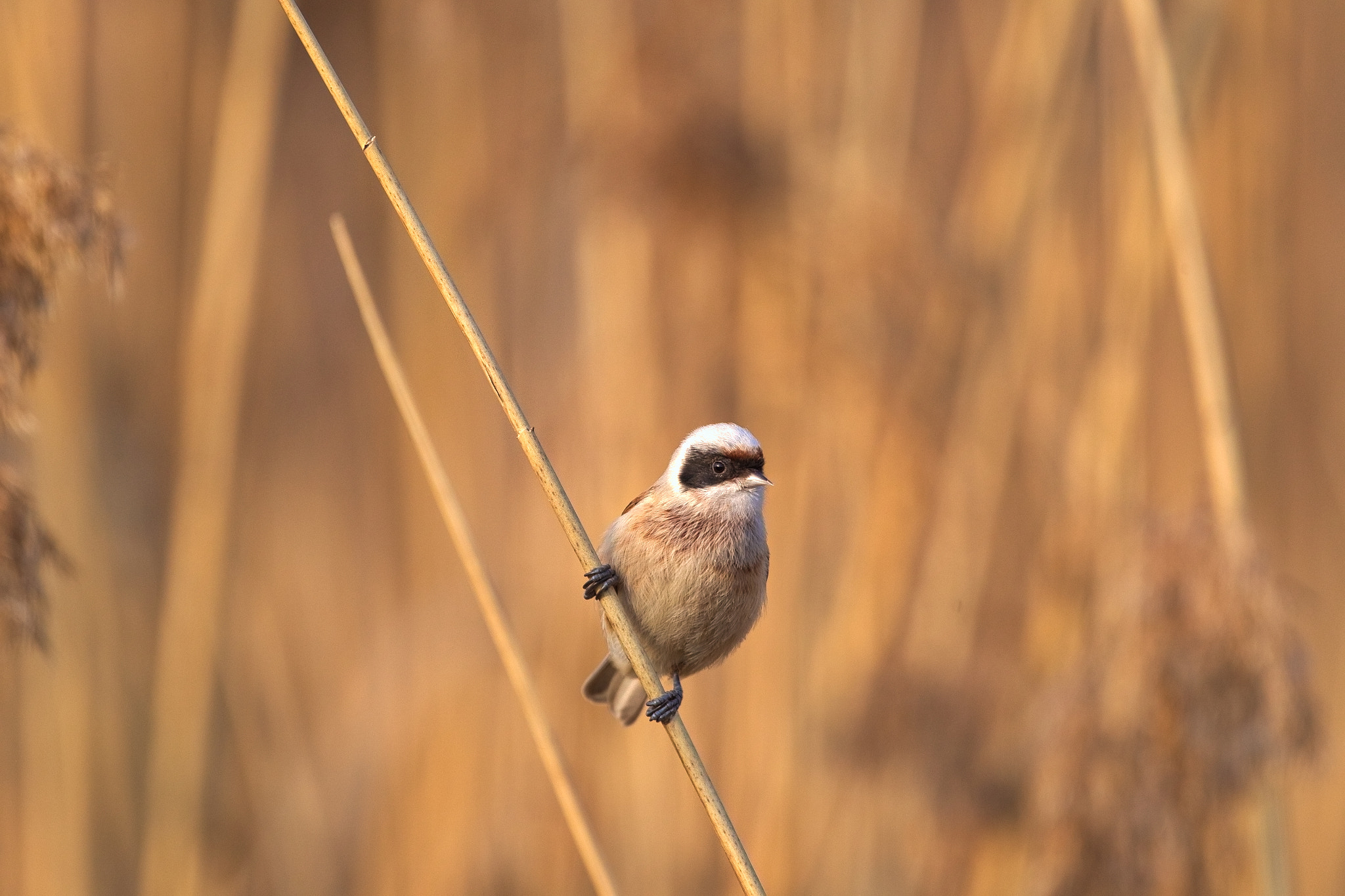 Canon EF 500mm F4L IS USM sample photo. Eurasian penduline photography