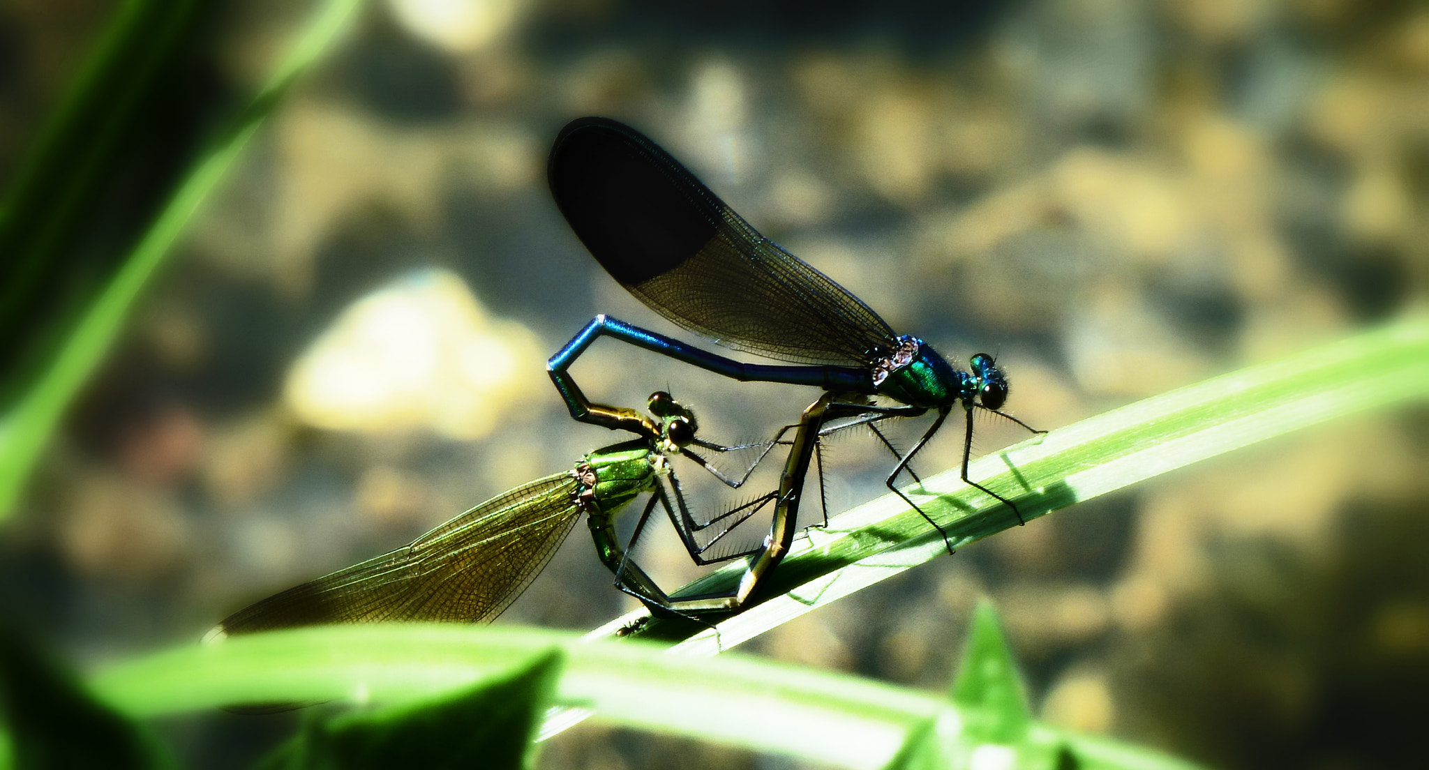 Panasonic Lumix DMC-ZS7 (Lumix DMC-TZ10) sample photo. Mating dragonflies. photography