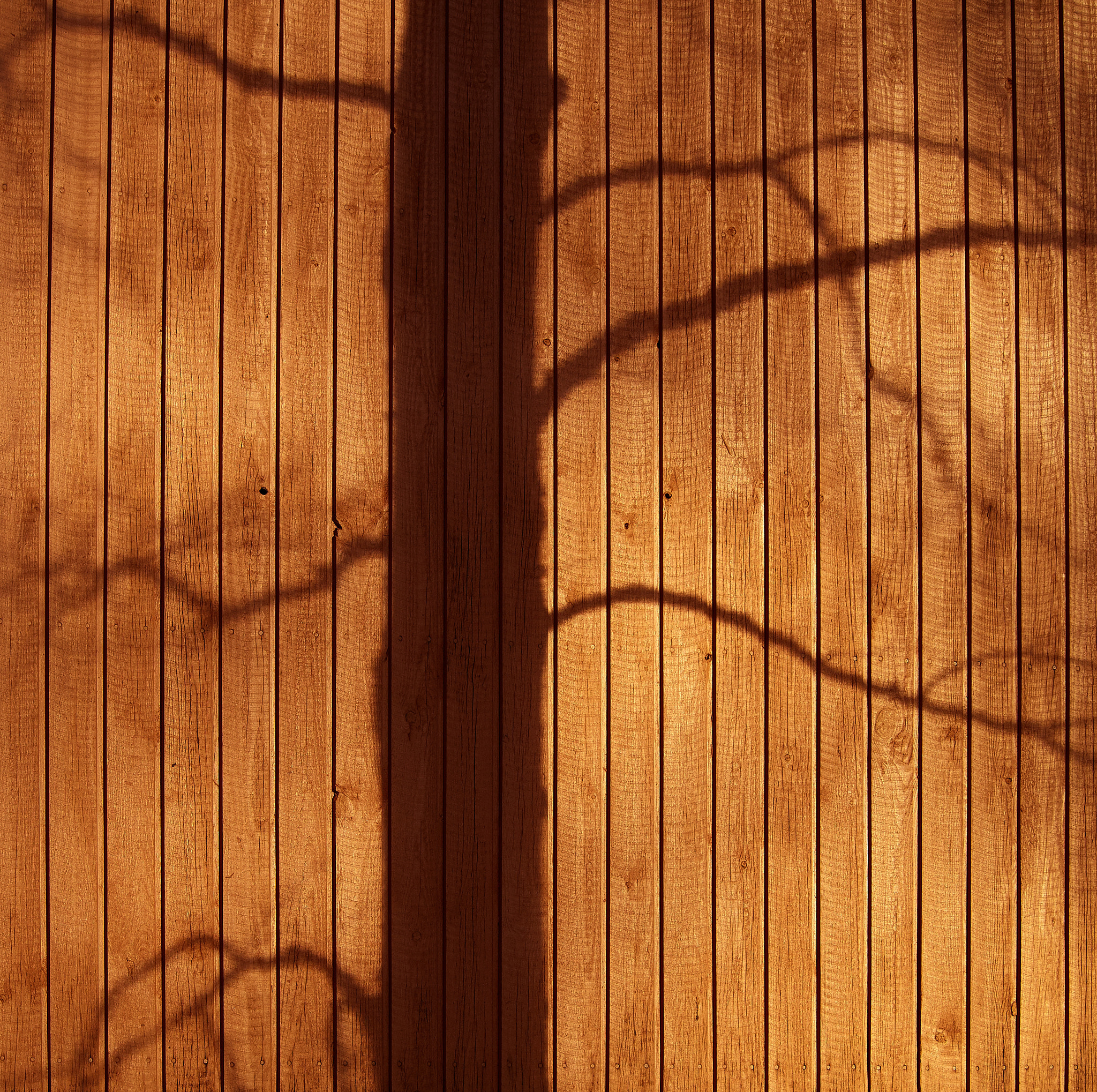 Olympus OM-D E-M5 sample photo. January tree photography