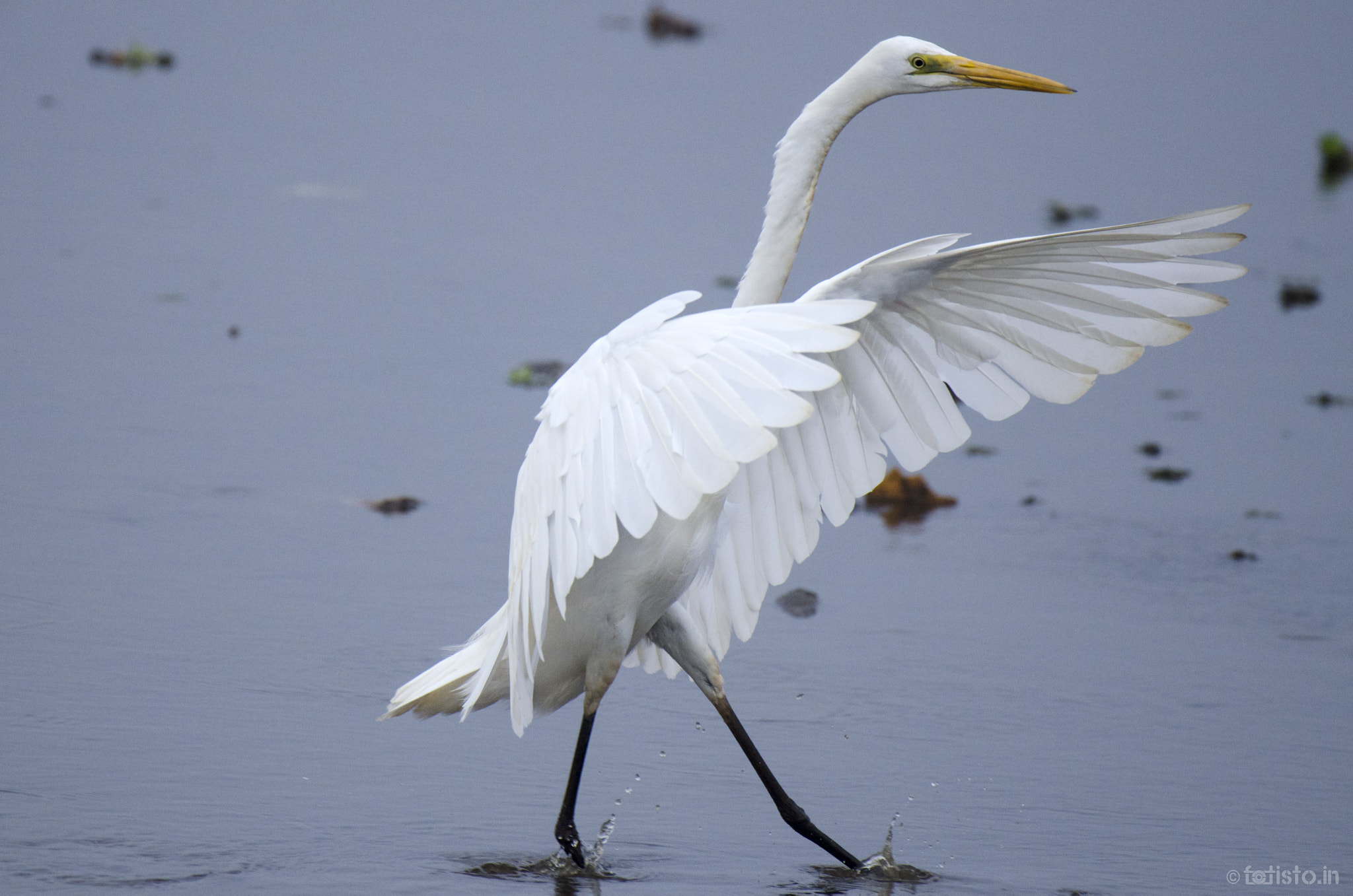 Nikon AF-S Nikkor 200-500mm F5.6E ED VR sample photo. Egret potter! photography