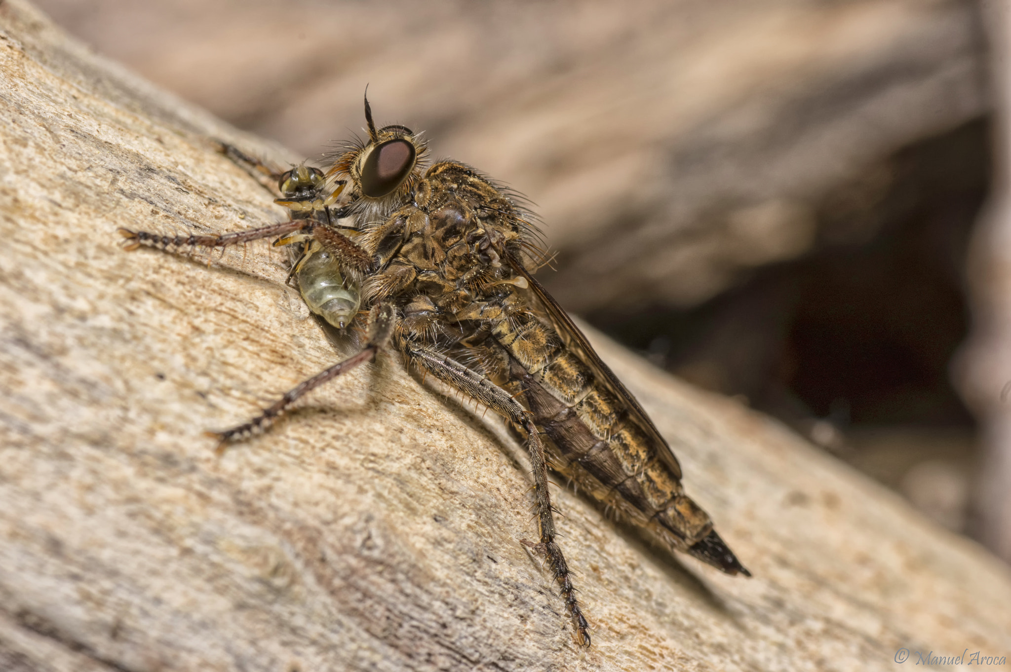 Pentax K-3 + Tamron SP AF 90mm F2.8 Di Macro sample photo. Hunting photography