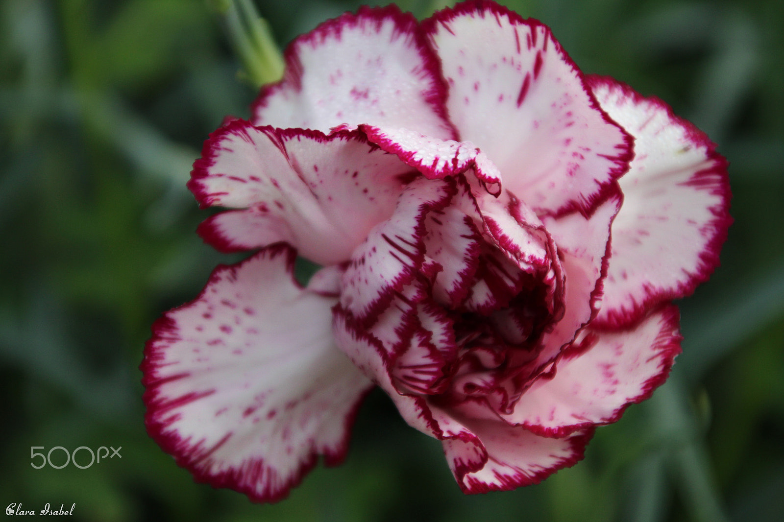 Canon EOS 1200D (EOS Rebel T5 / EOS Kiss X70 / EOS Hi) + Canon TS-E 90mm F2.8 Tilt-Shift sample photo. Flor... photography