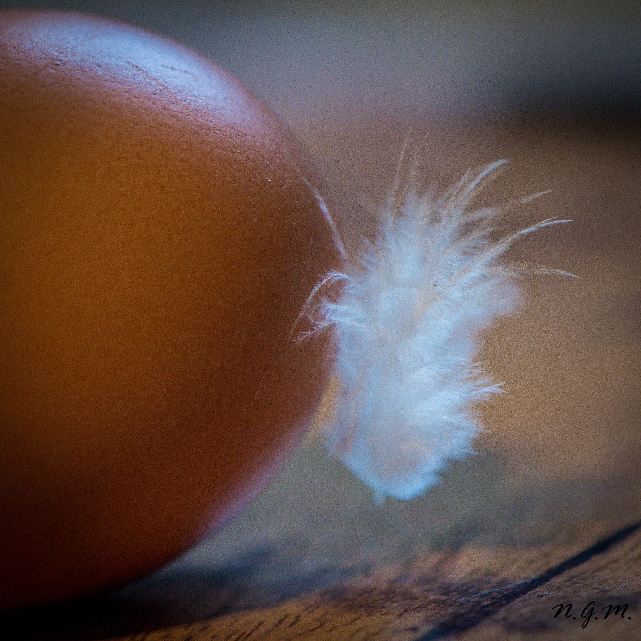 Nikon AF-S DX Micro-Nikkor 85mm F3.5G ED VR sample photo. Feather egg photography
