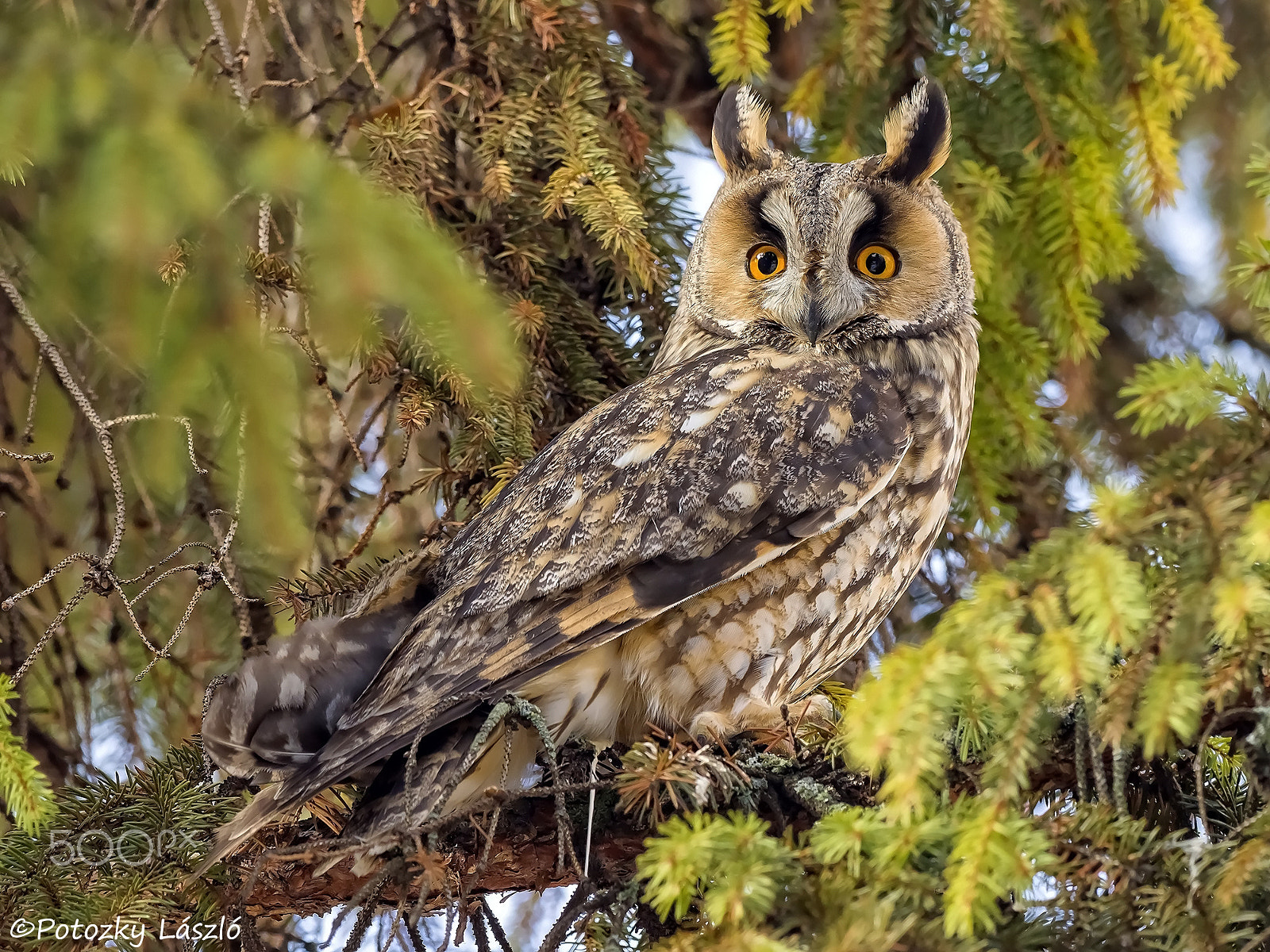 Olympus OM-D E-M1 Mark II + OLYMPUS M.300mm F4.0 sample photo. Long-eared owl photography