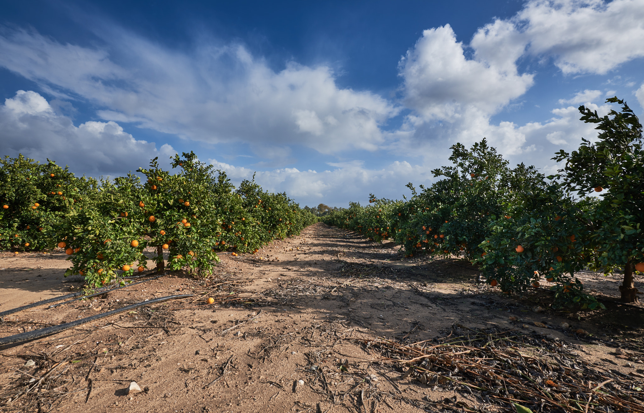 Nikon D750 sample photo. Orange orchard photography