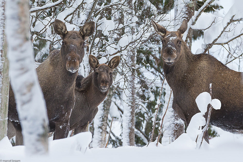 Canon EOS-1D X sample photo. Moose photography