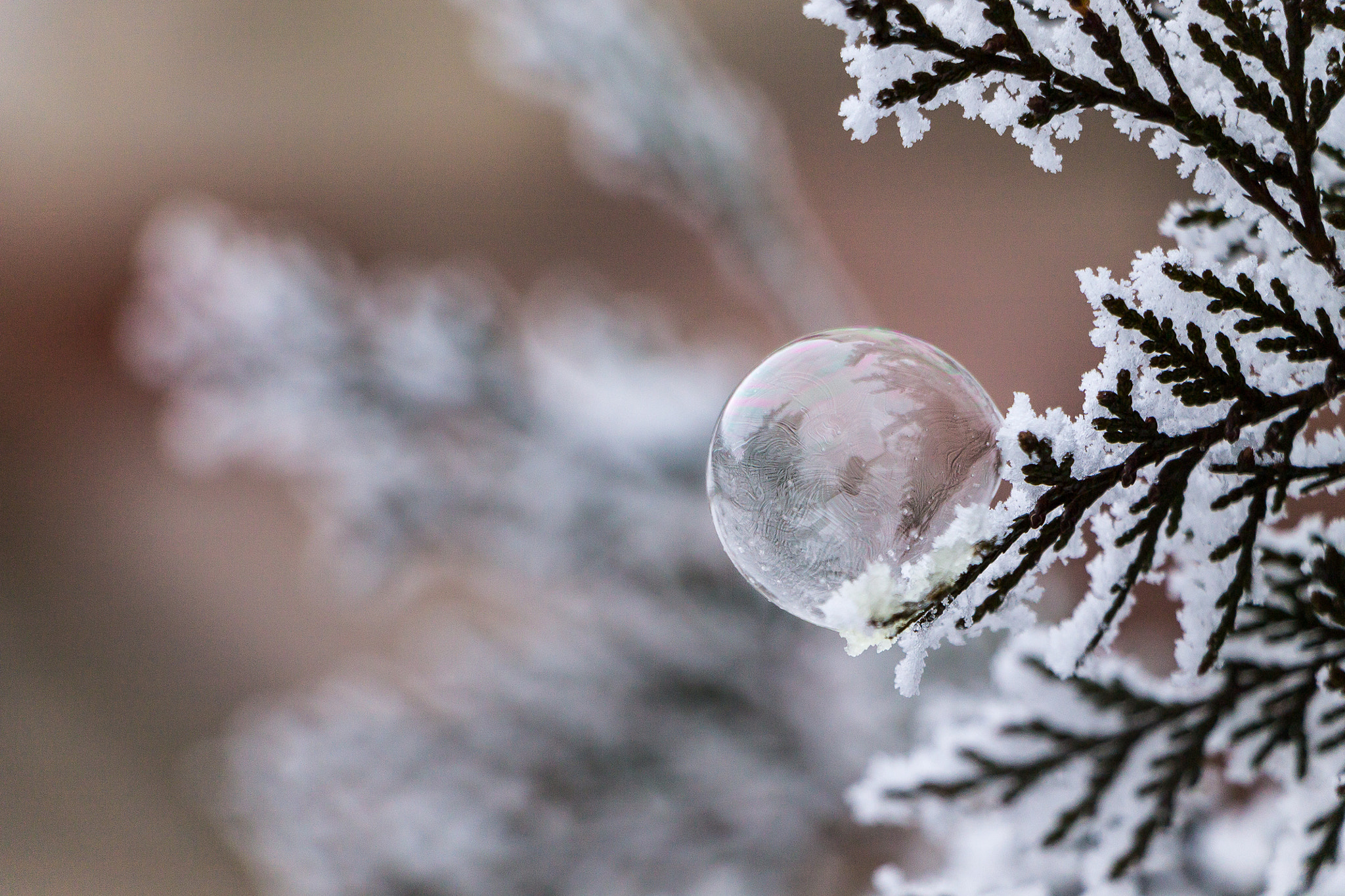 Canon EOS 1100D (EOS Rebel T3 / EOS Kiss X50) sample photo. Iced bubble photography
