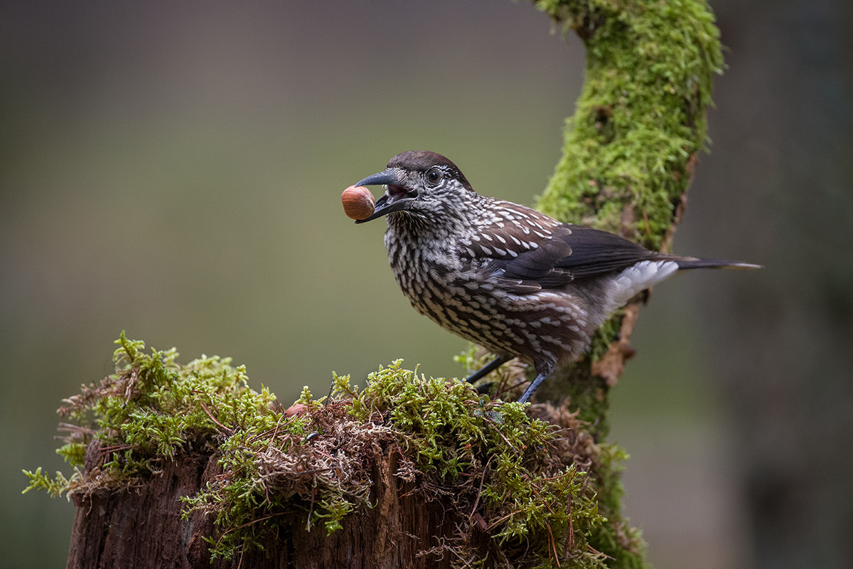 Canon EOS-1D X + Canon EF 500mm F4L IS USM sample photo. Spotted nutcracker photography