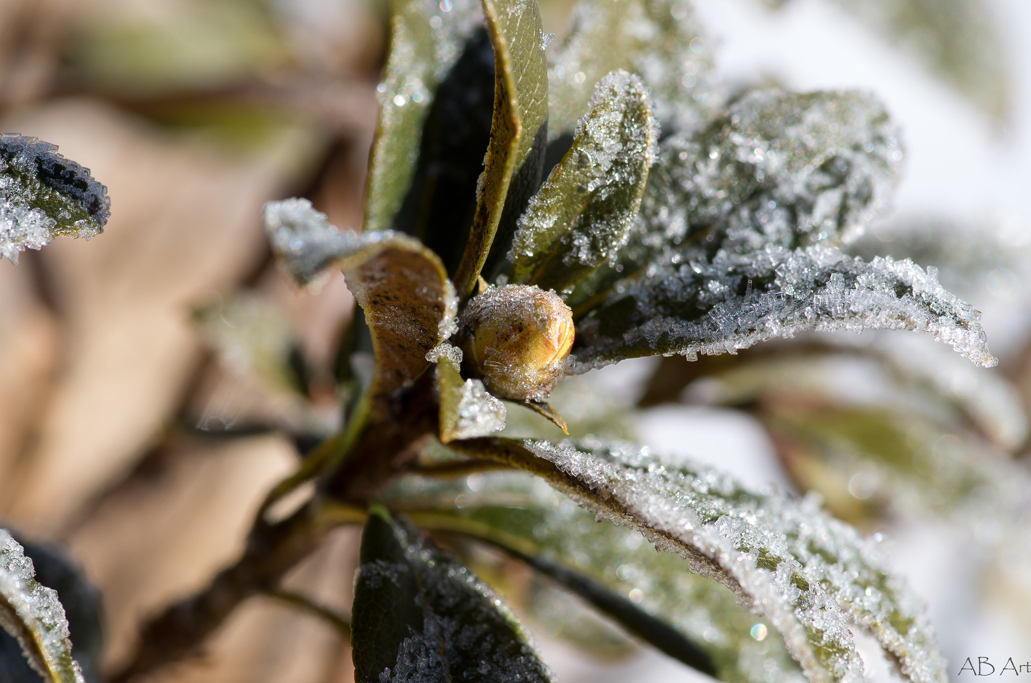 Pentax smc D-FA 100mm F2.8 Macro WR sample photo. Waiting for summer photography