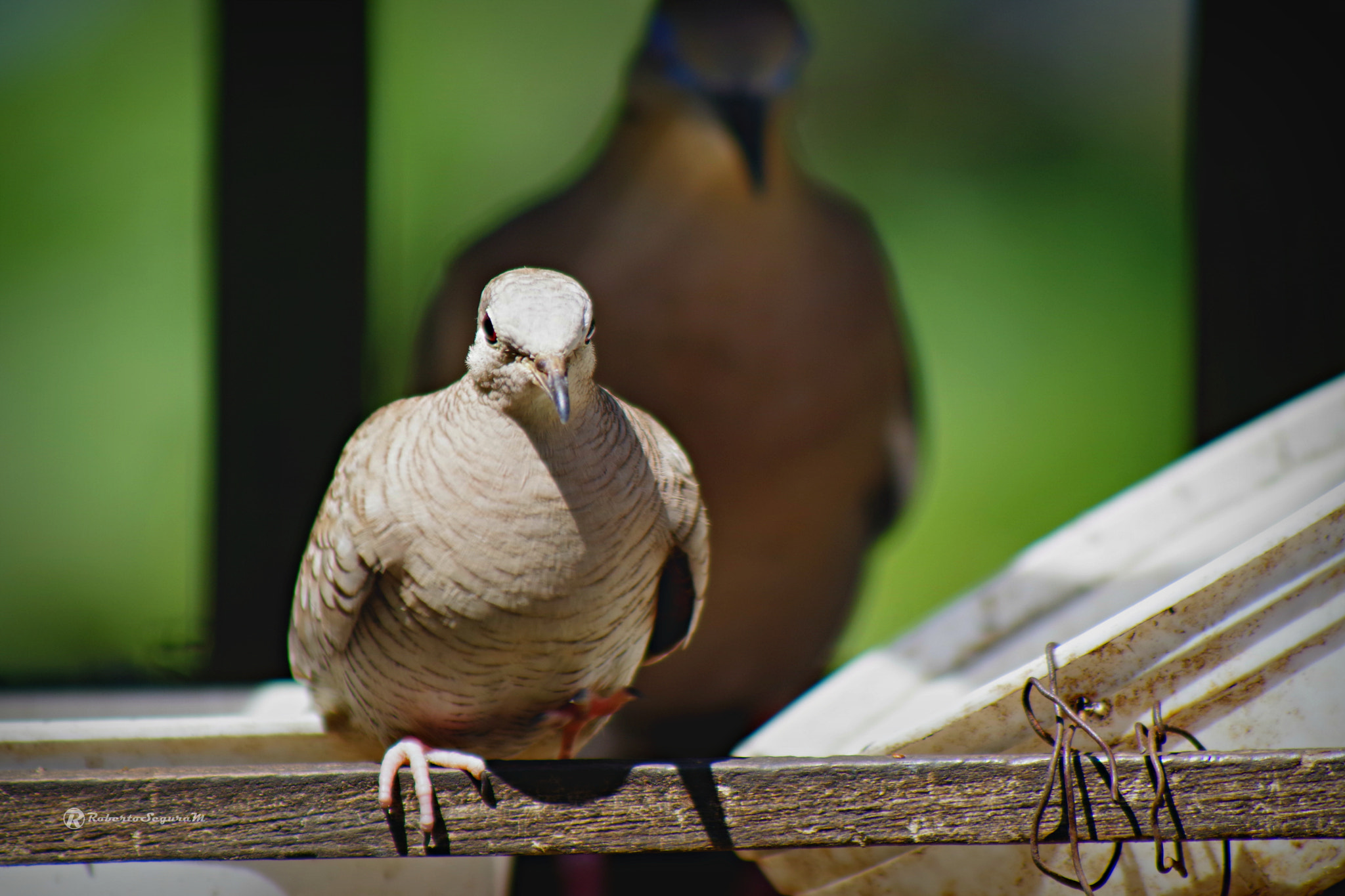 smc PENTAX-FA 80-320mm F4.5-5.6 sample photo. El ataque de las palomas photography