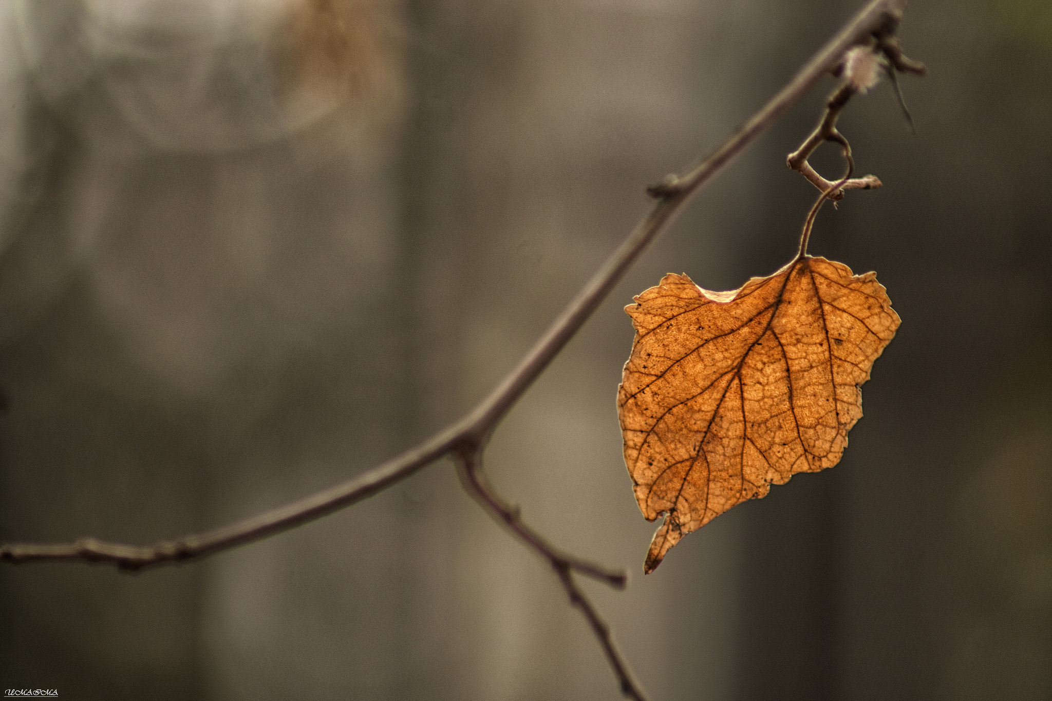 Canon EOS 70D + Tamron AF 70-300mm F4-5.6 Di LD Macro sample photo. "the last leaf of hope.." photography