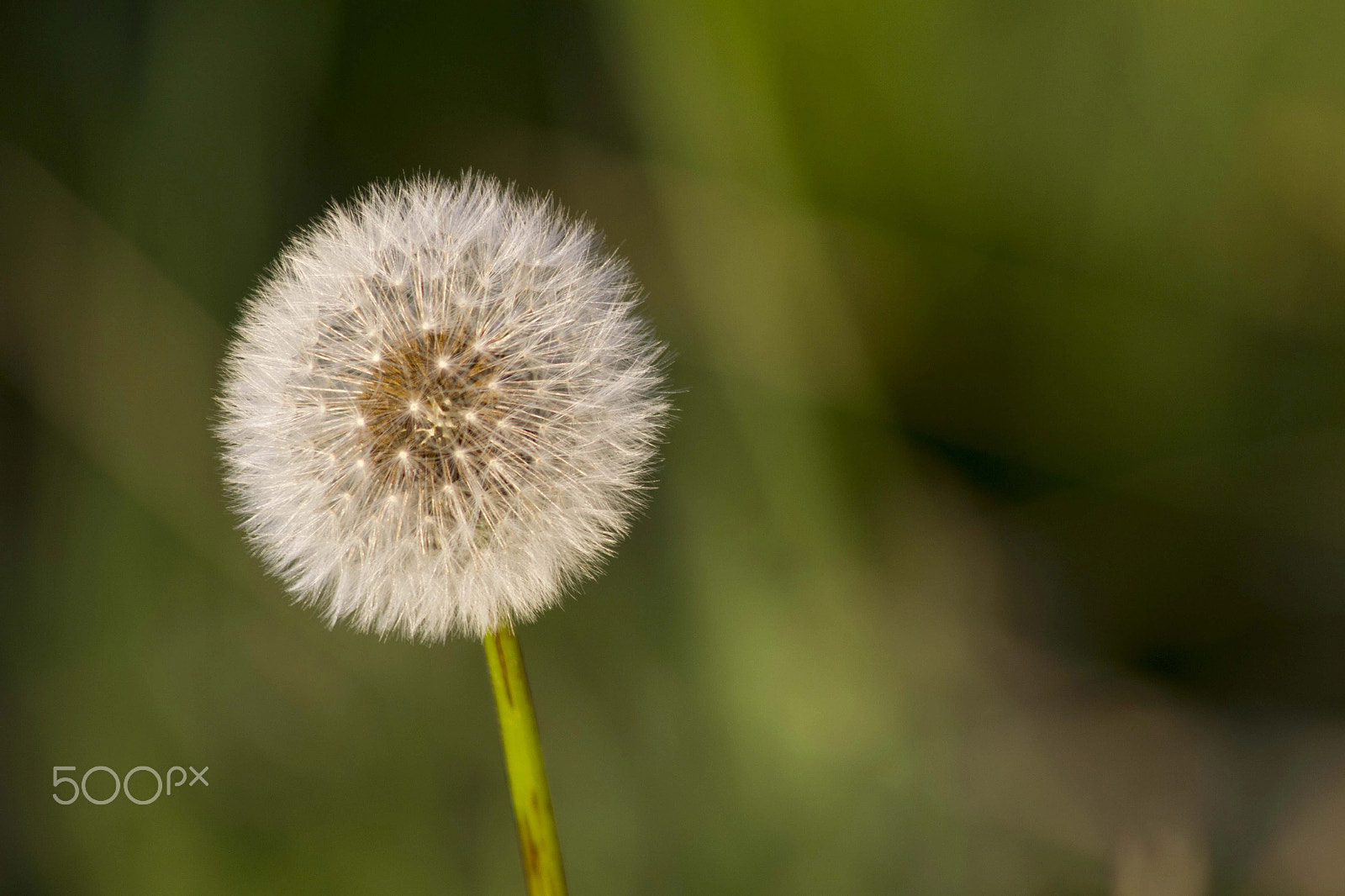 Canon EOS 600D (Rebel EOS T3i / EOS Kiss X5) + EF75-300mm f/4-5.6 sample photo. Dandelion photography