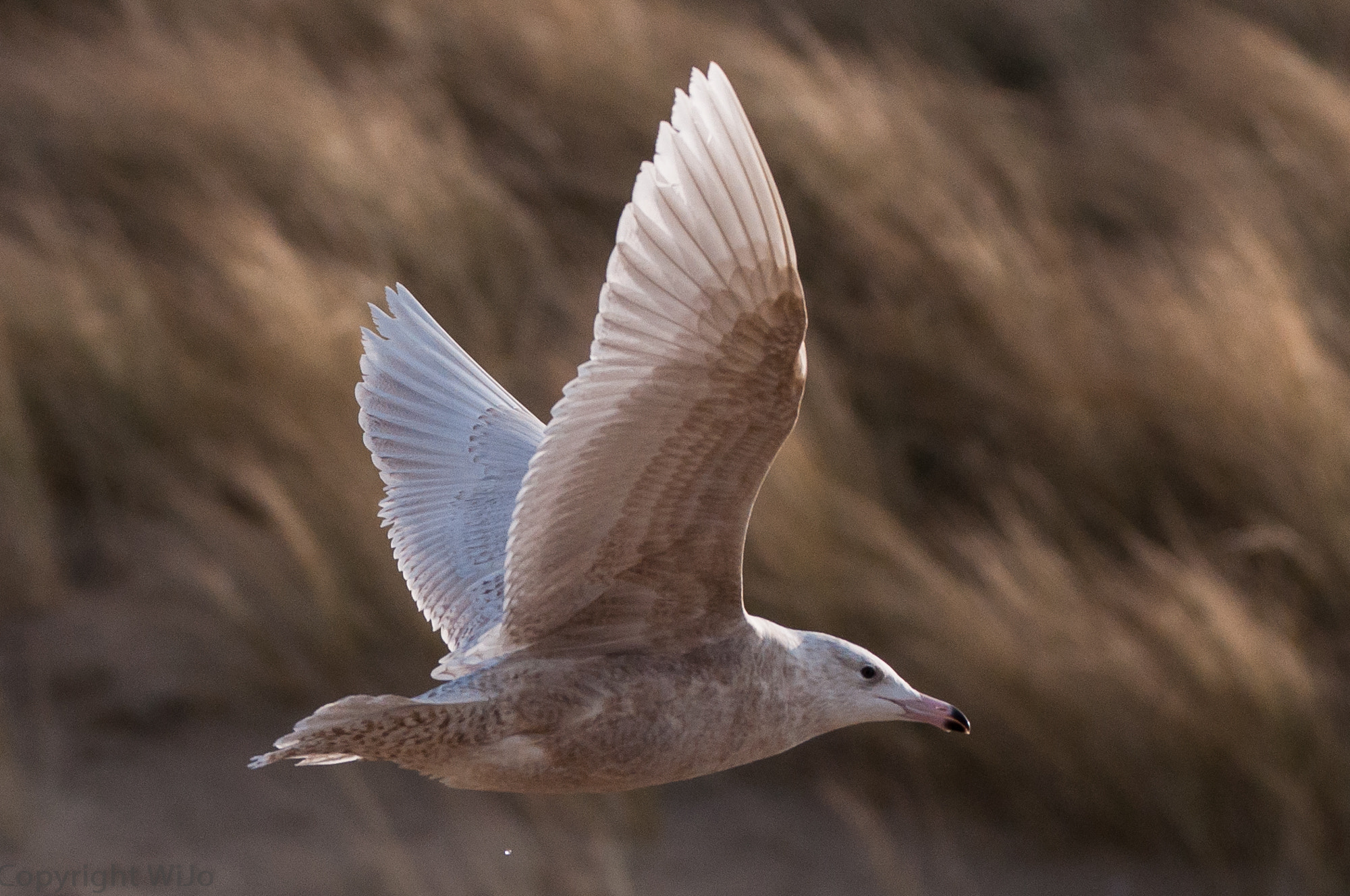 Sigma 150-600mm F5-6.3 DG OS HSM | C sample photo. Glaucous gull / grote burgemeester photography