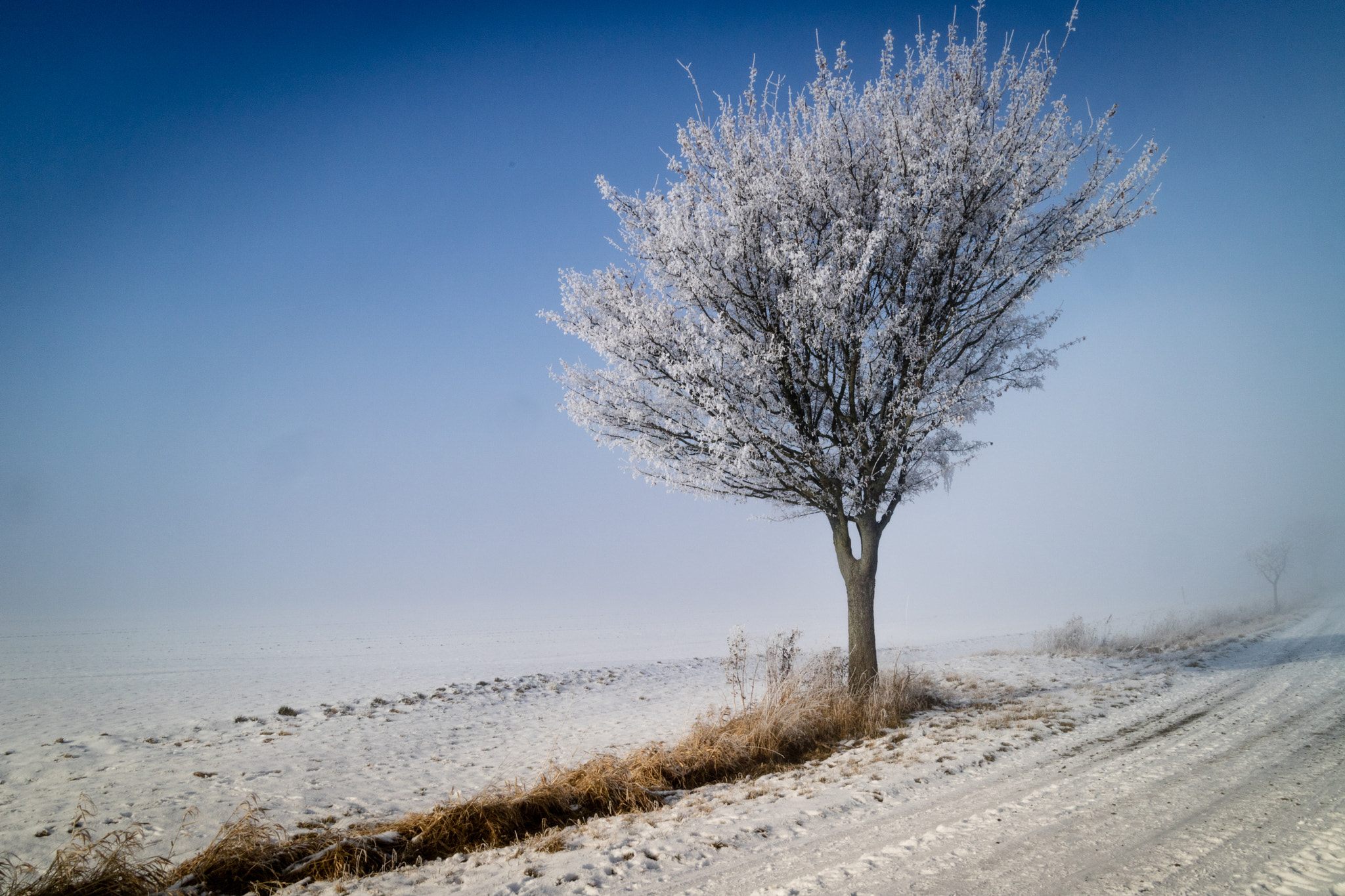 Canon EOS M3 + Canon EF-M 22mm F2 STM sample photo. Wintertree photography